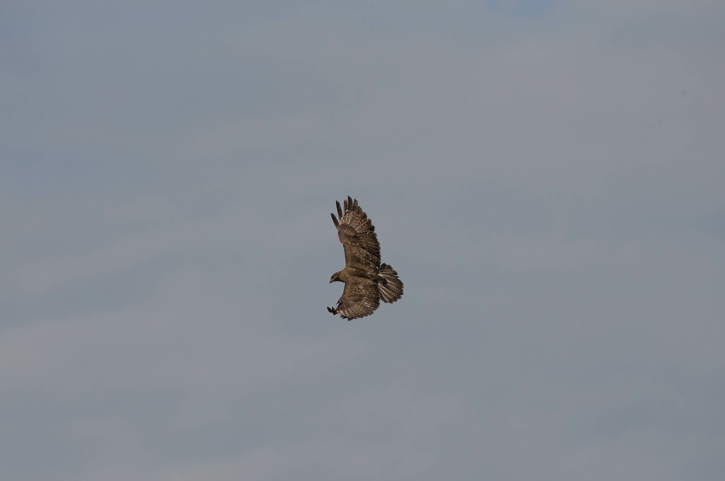 Dovrebbe essere una poiana