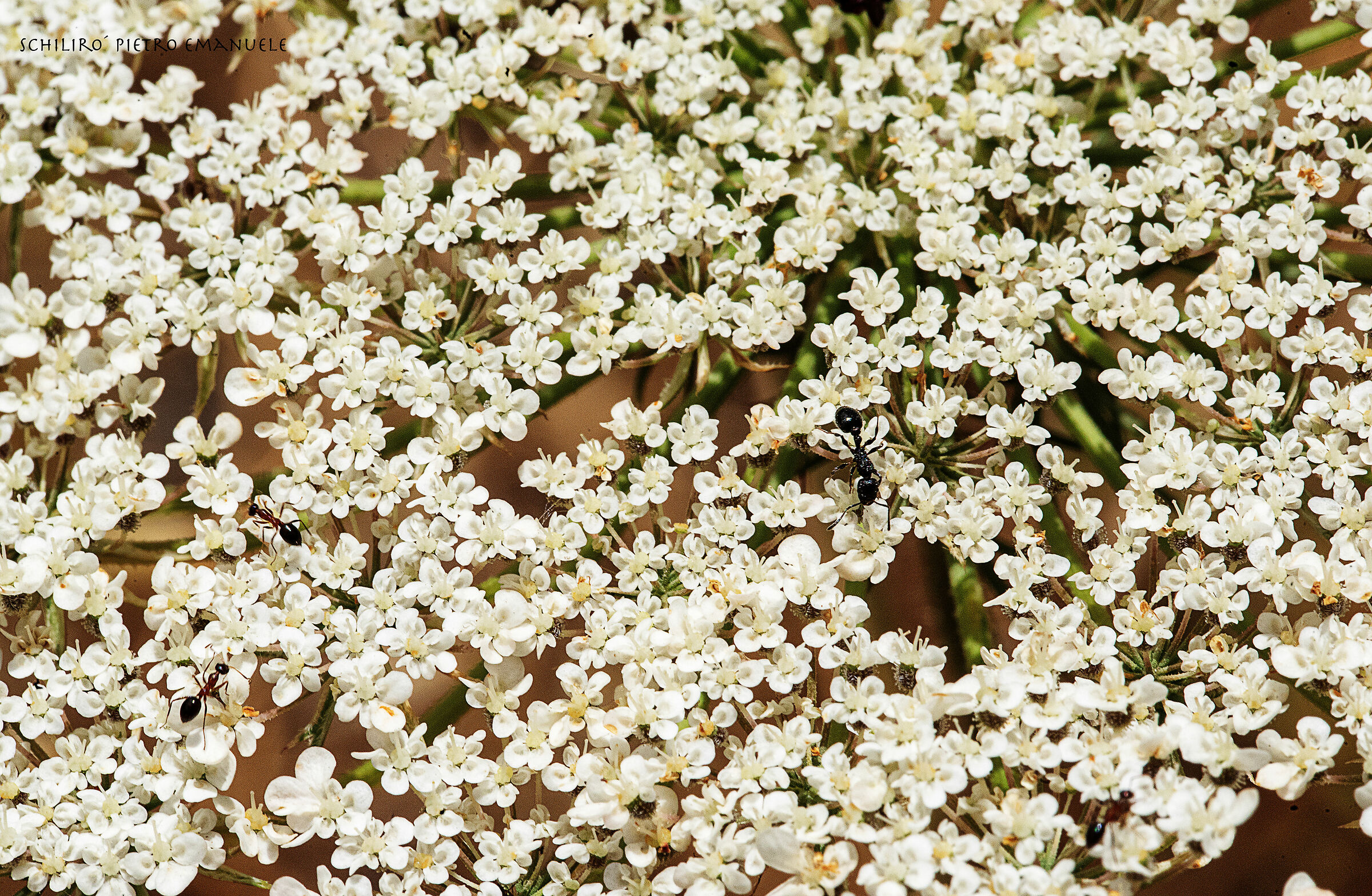 The Great Arms of the Island of Flowers - 3 and More