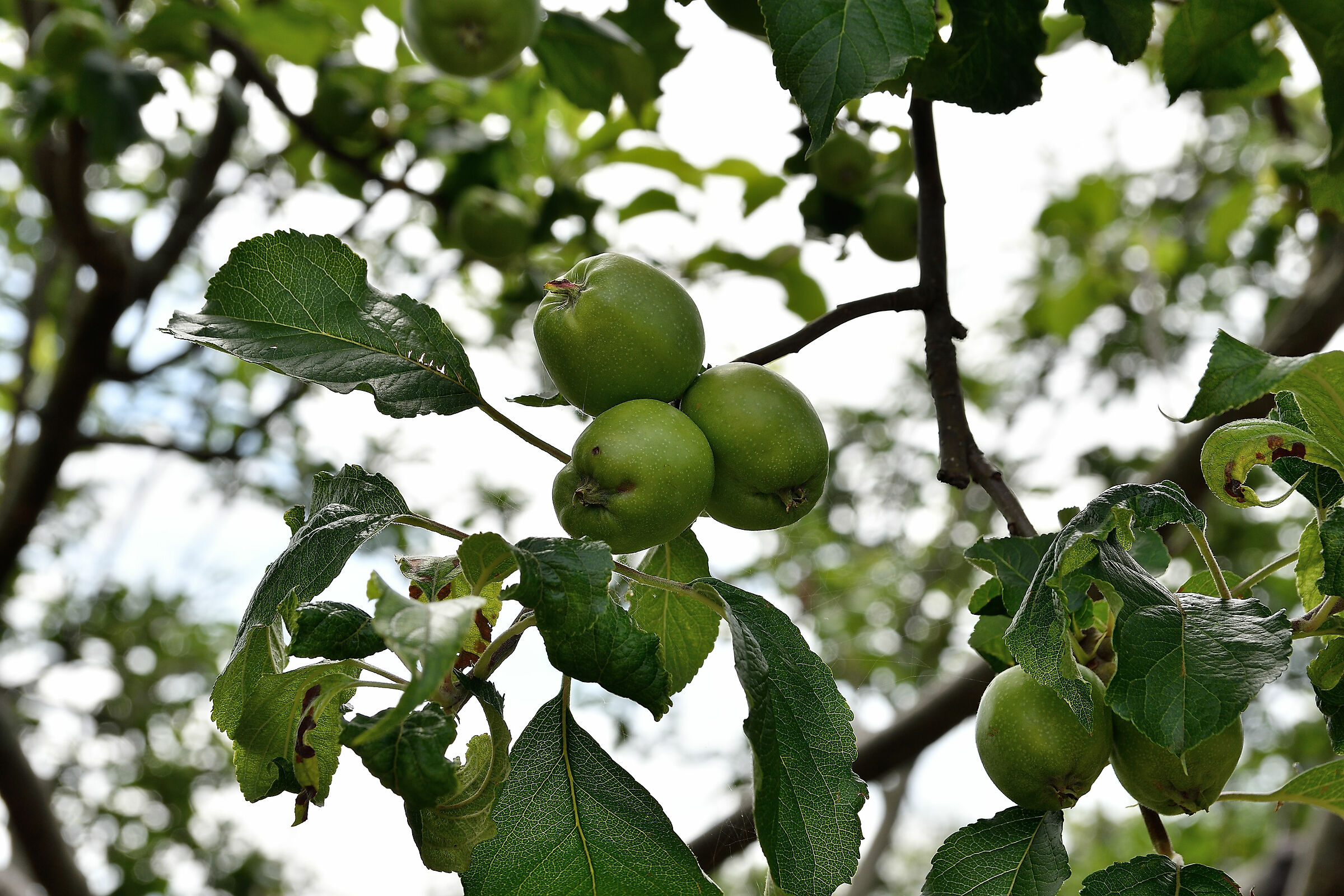 Bio al 100% in attesa di maturazione
