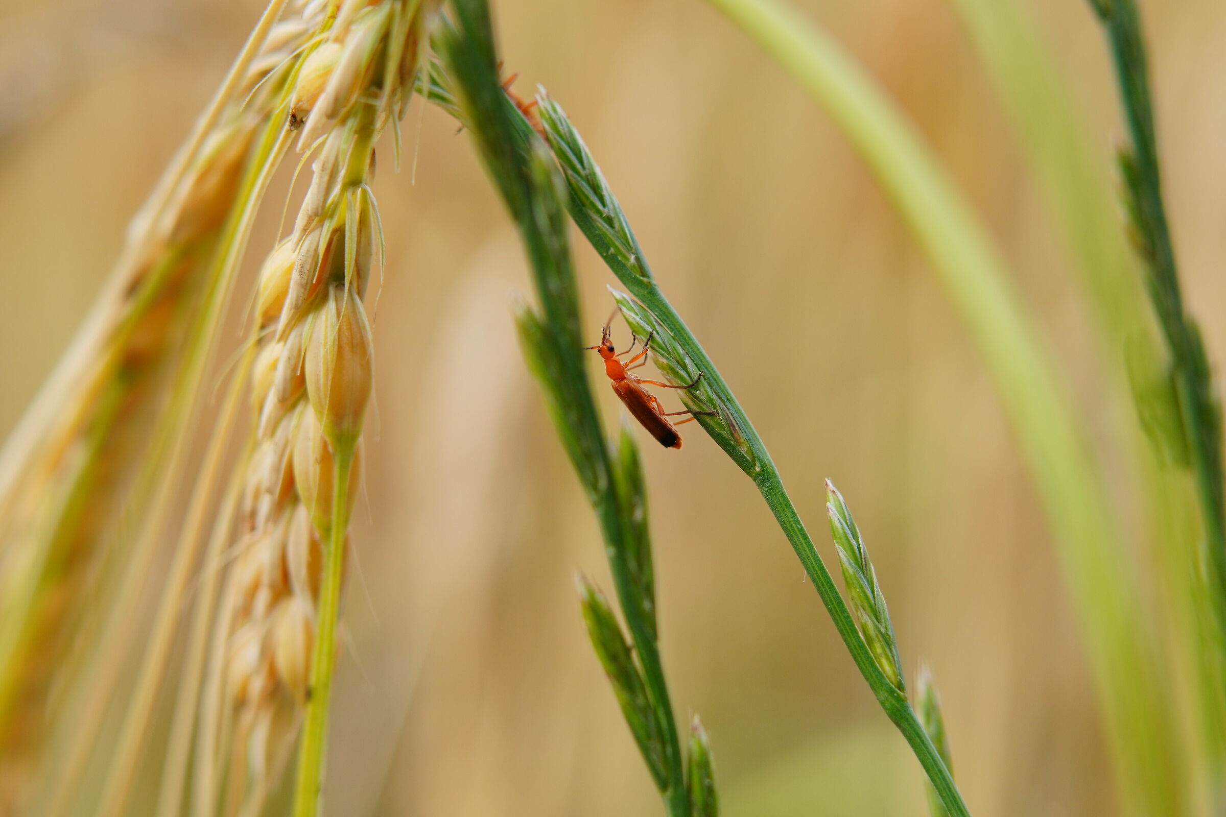 mature wheat
