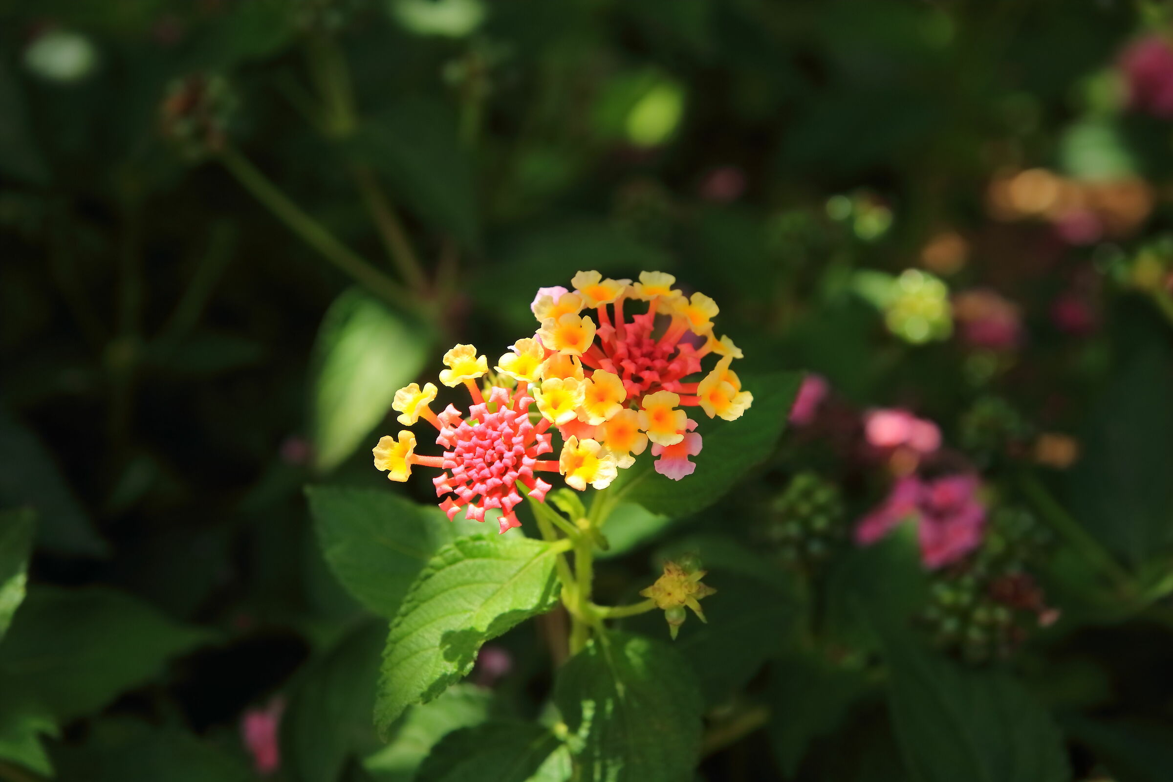 Try Tamron 17-50/2.8