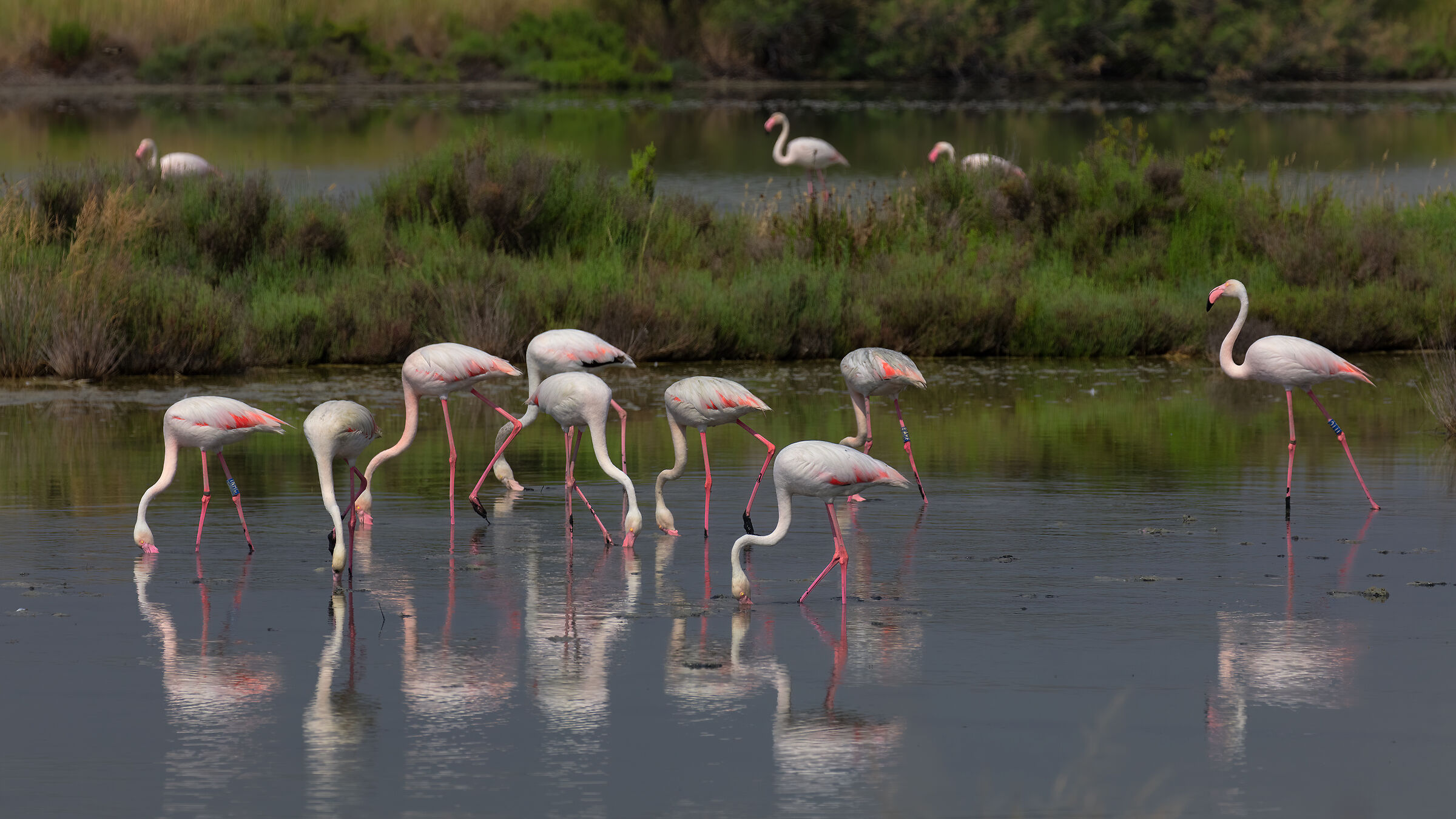 Incontri presso le Saline di Comacchio