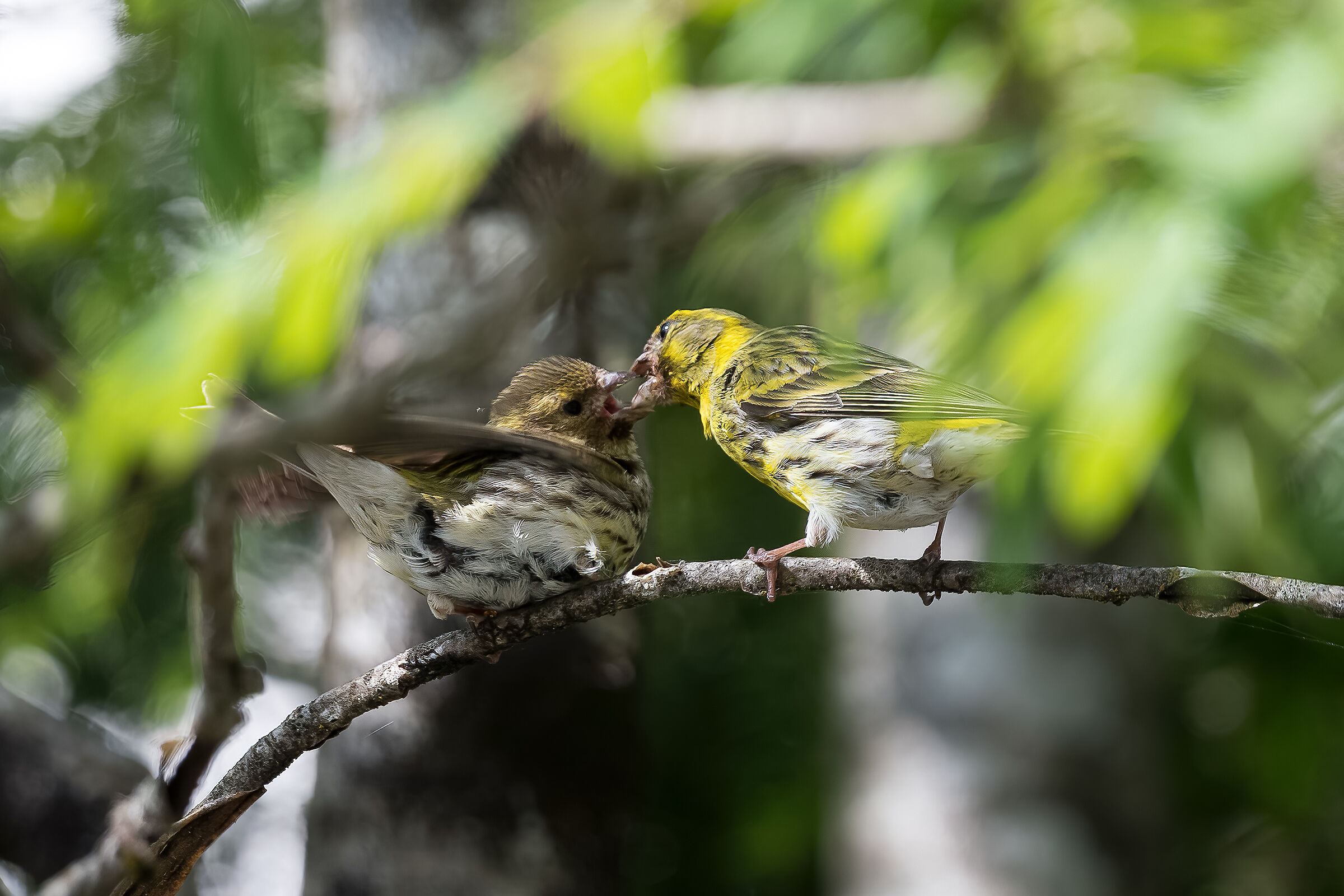 Verzellini, l'accoppiamento