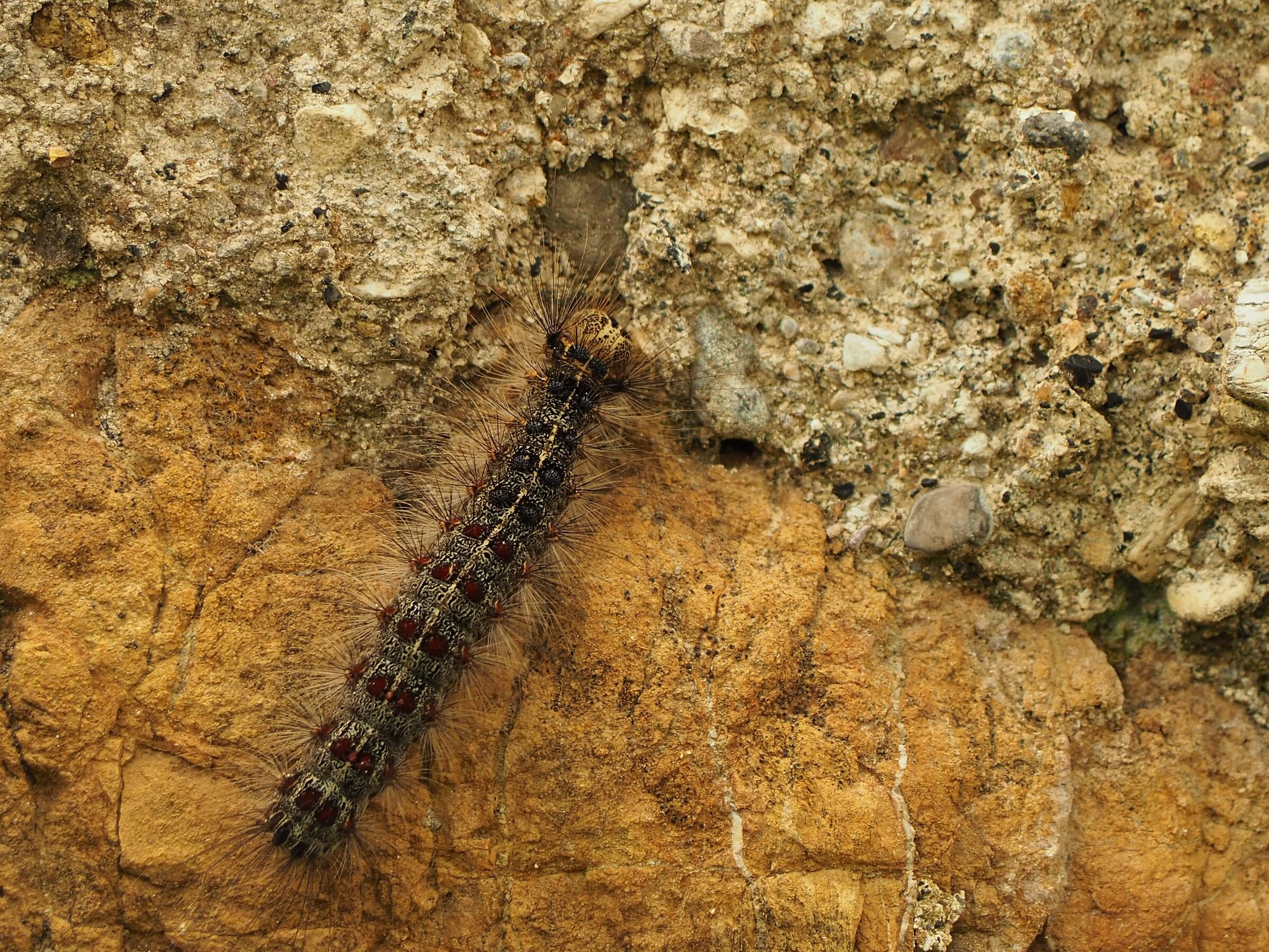 Bombice dispari- Lymantria dispar