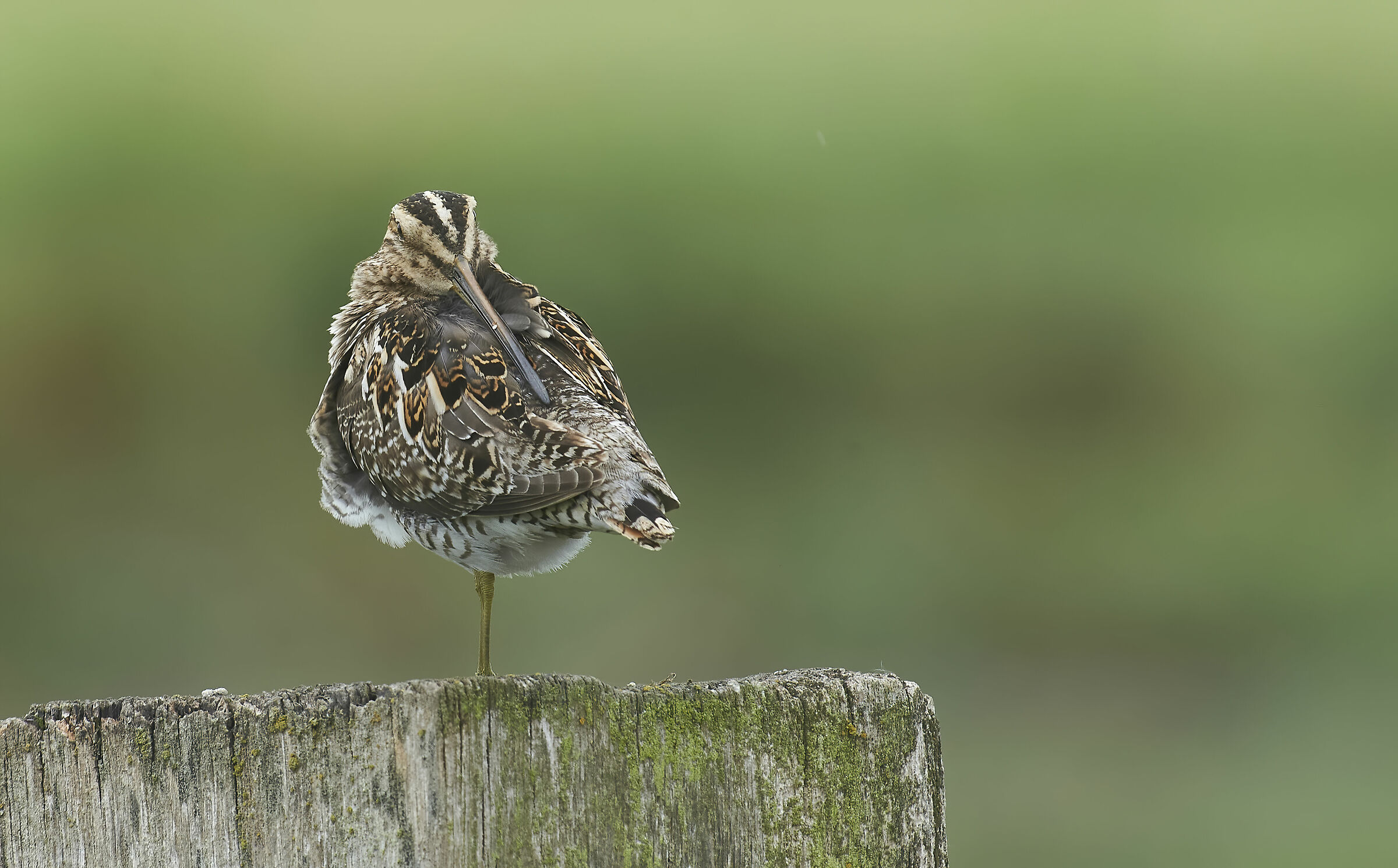 Modalità Relax Snipe