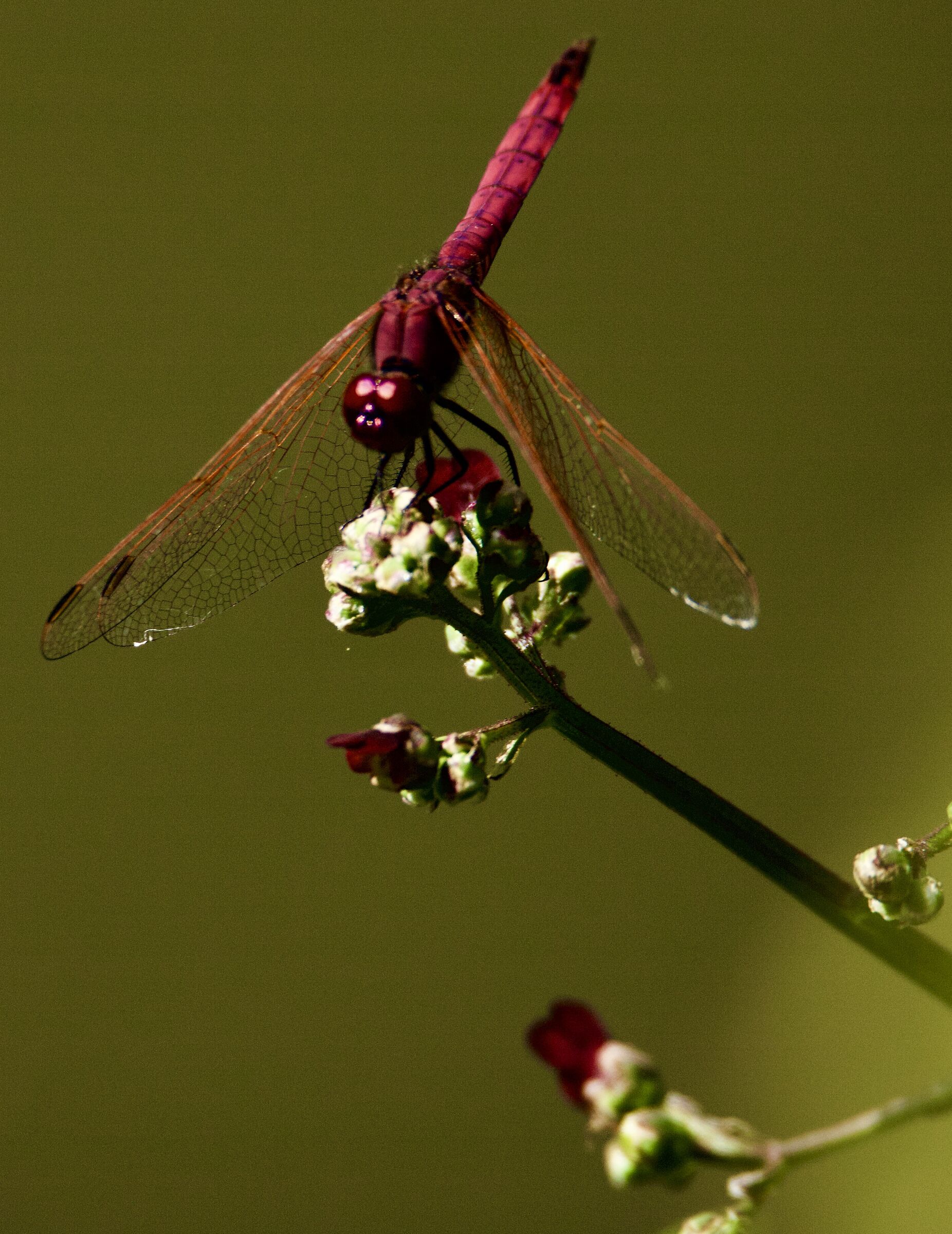 Libellula