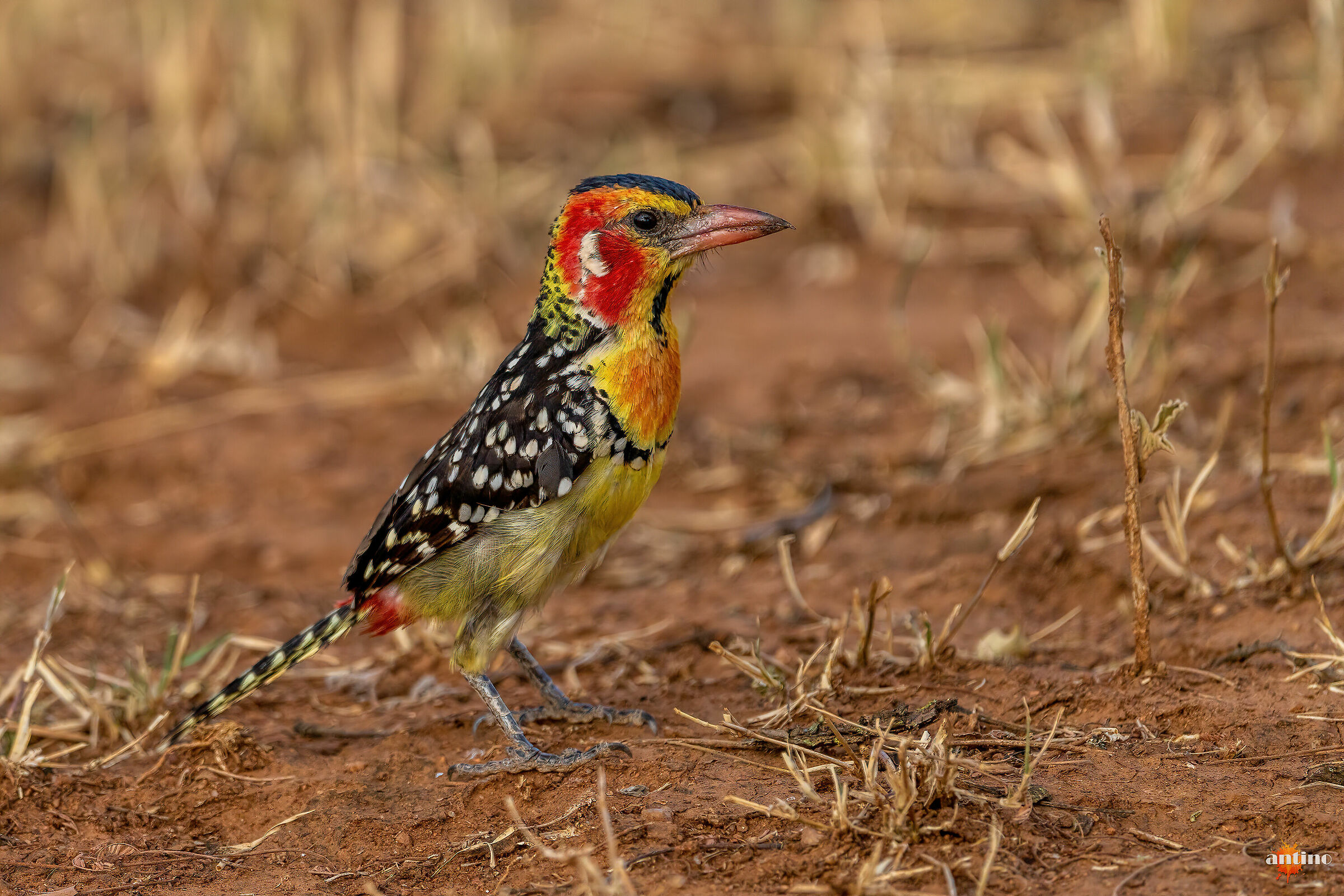 Barbuto testarossa (Red-and-yellow barbet)
