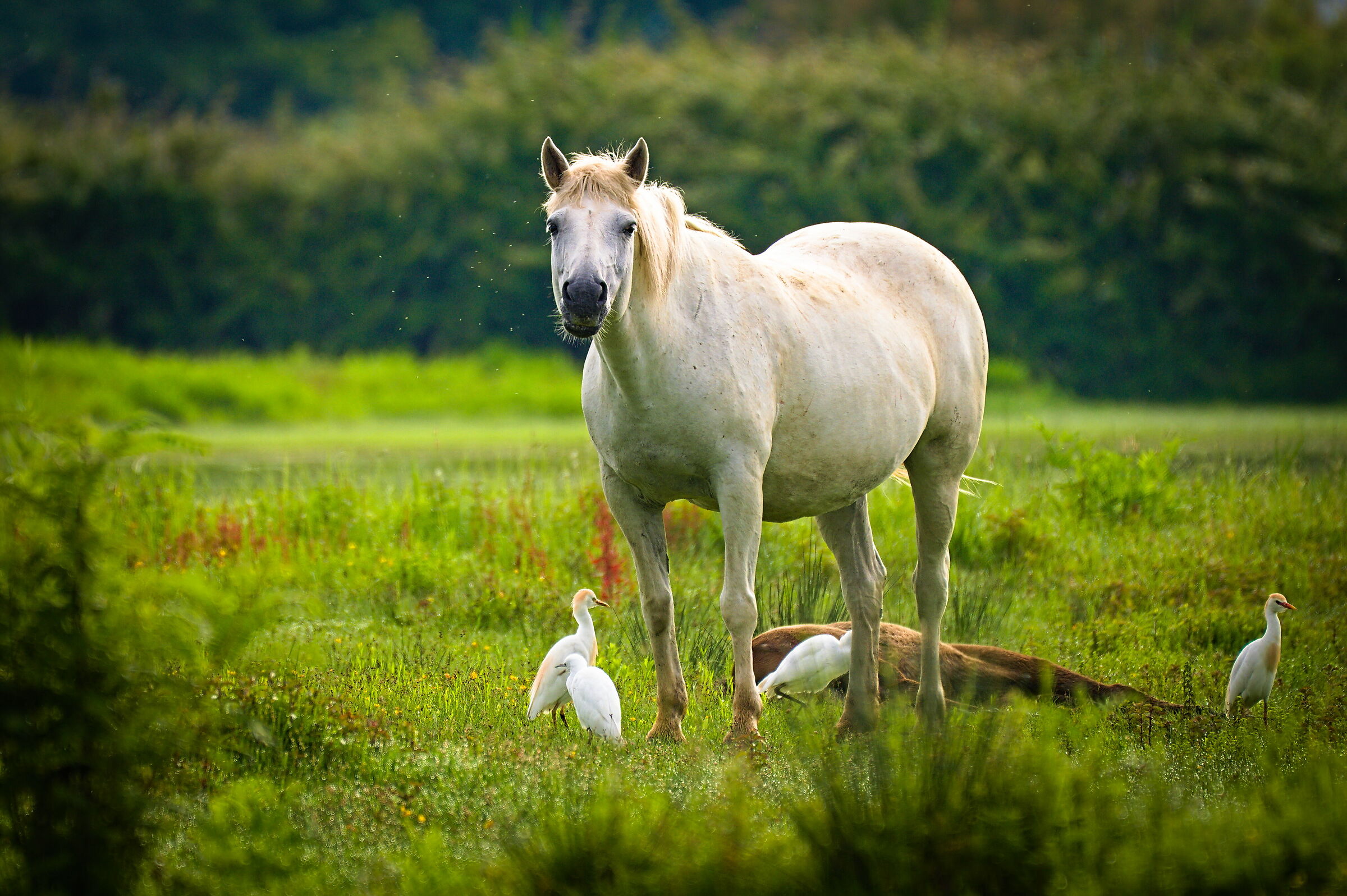 Camargue Horse at Cone Island