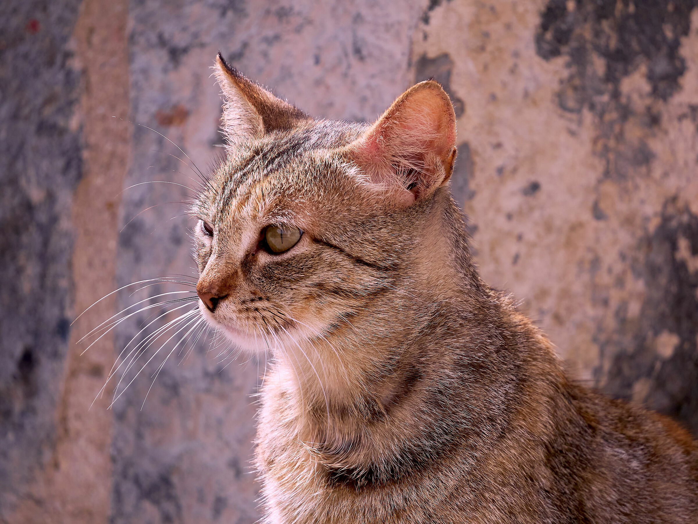 Ritratto del felino gatto