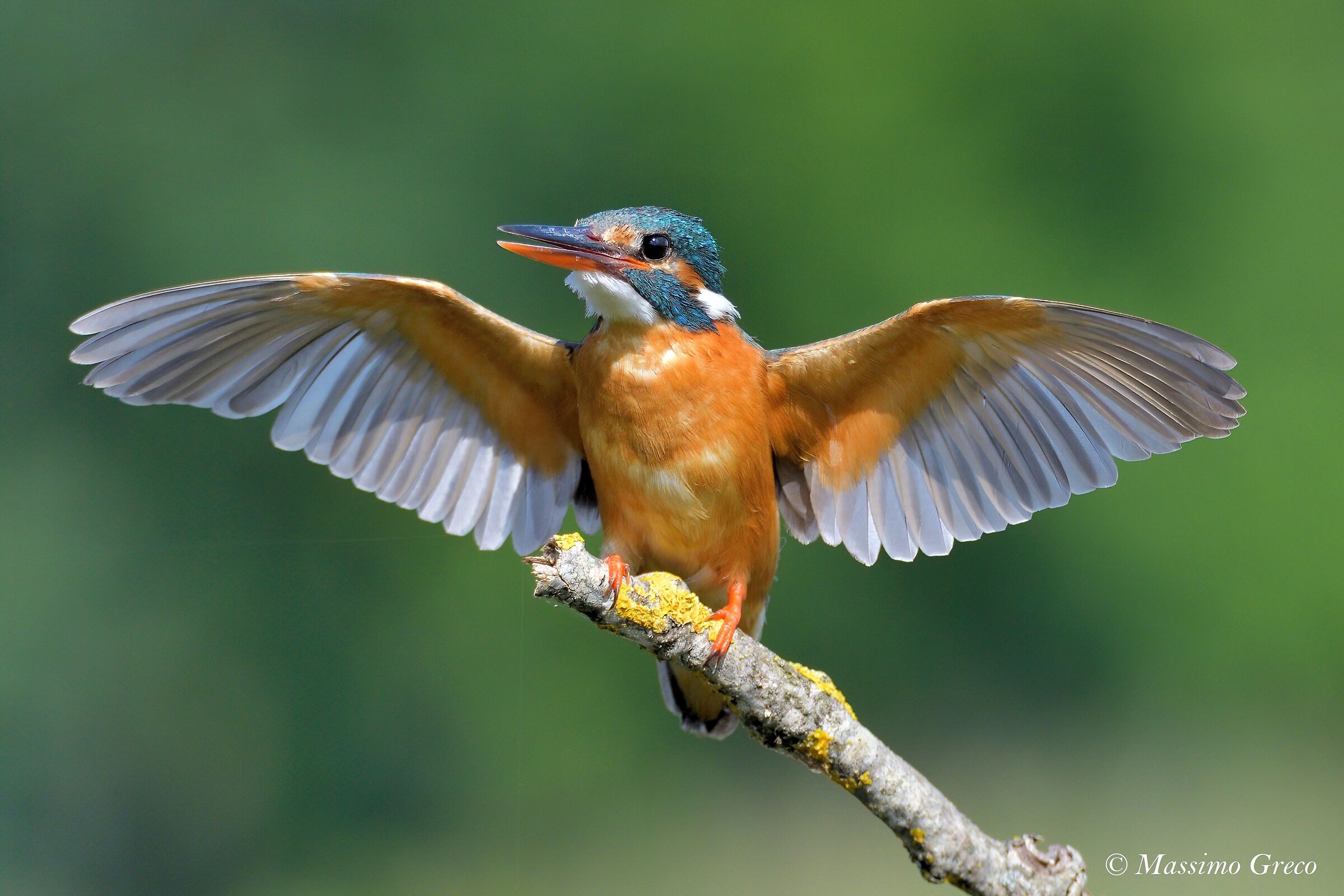 Kingfisher