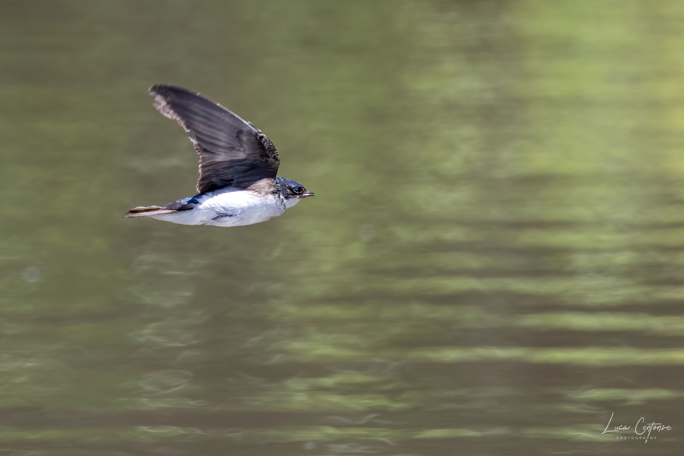 Tree swallow #1