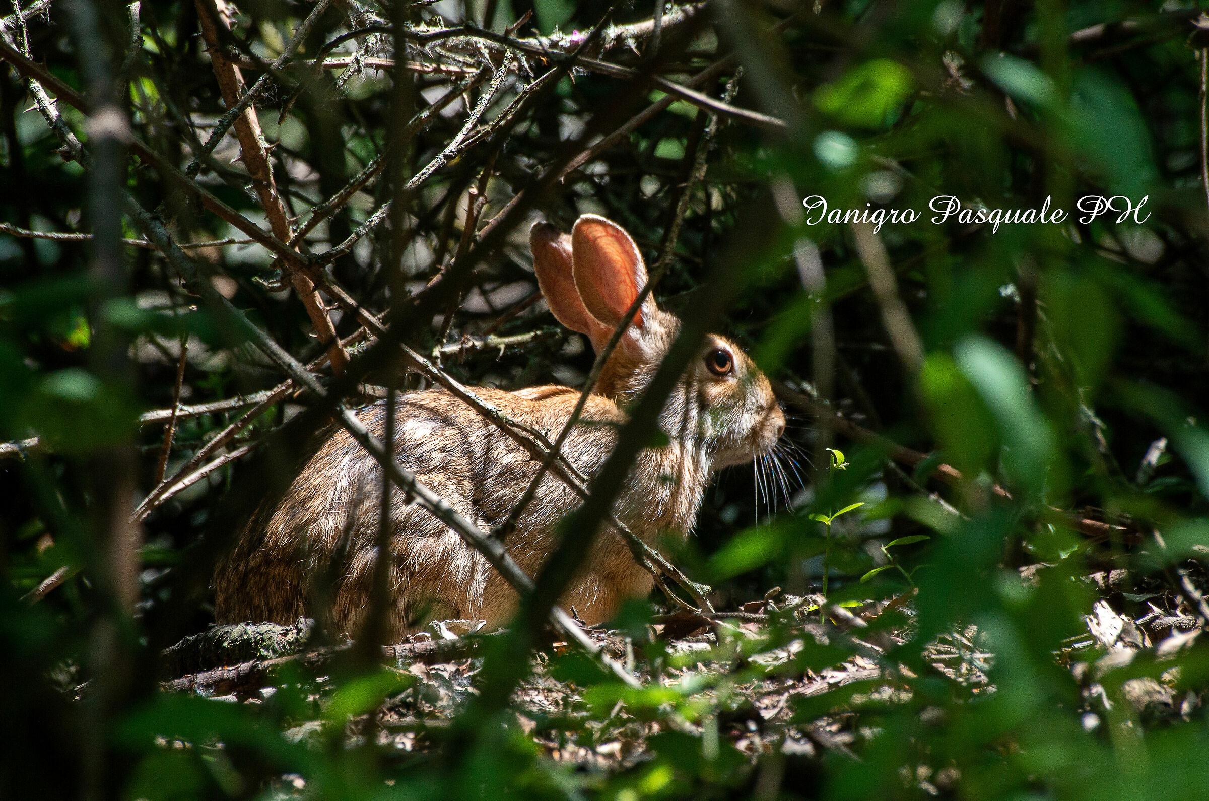 Hidden in the shadows