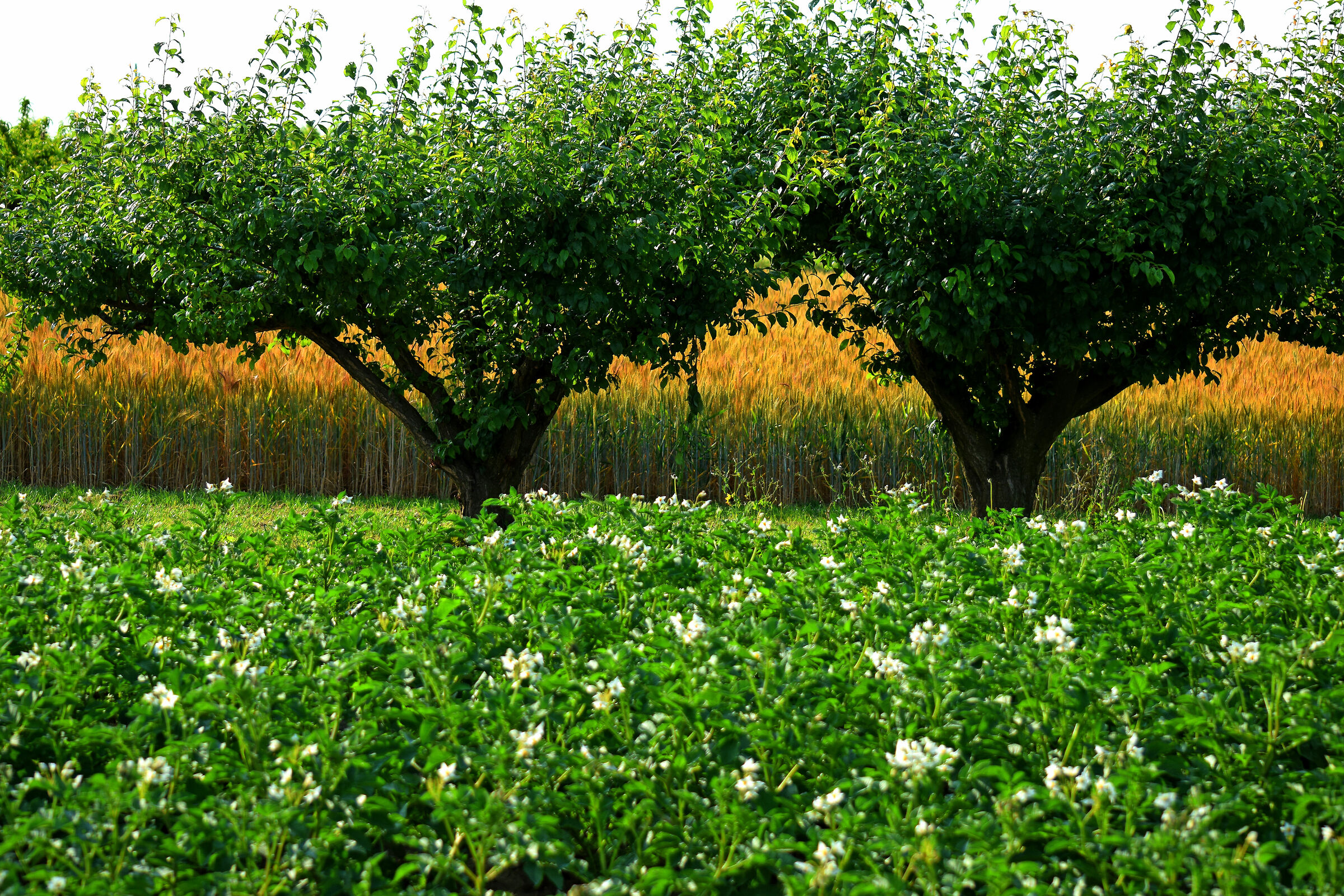potatoes apricots the wheat