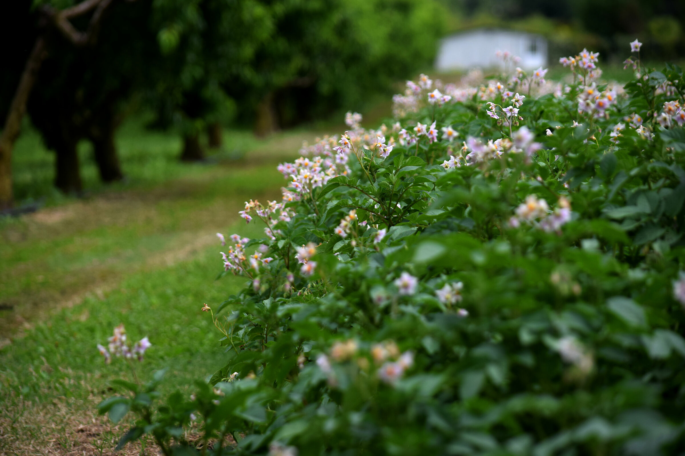 potatoes are in bloom