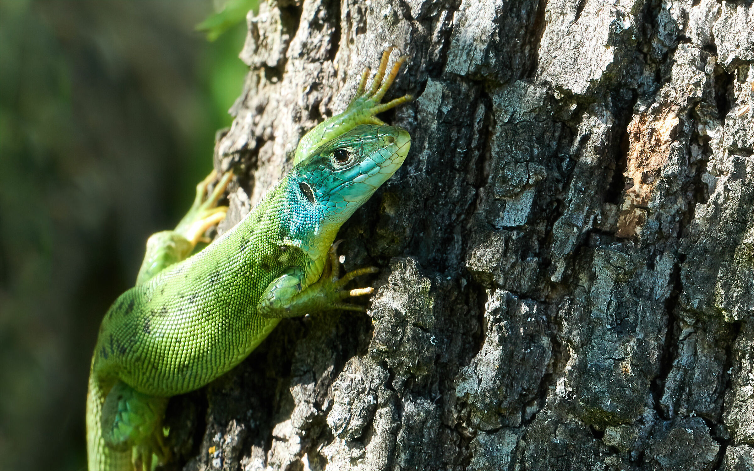Ramarro Occidentale (Lacerta bilineata)