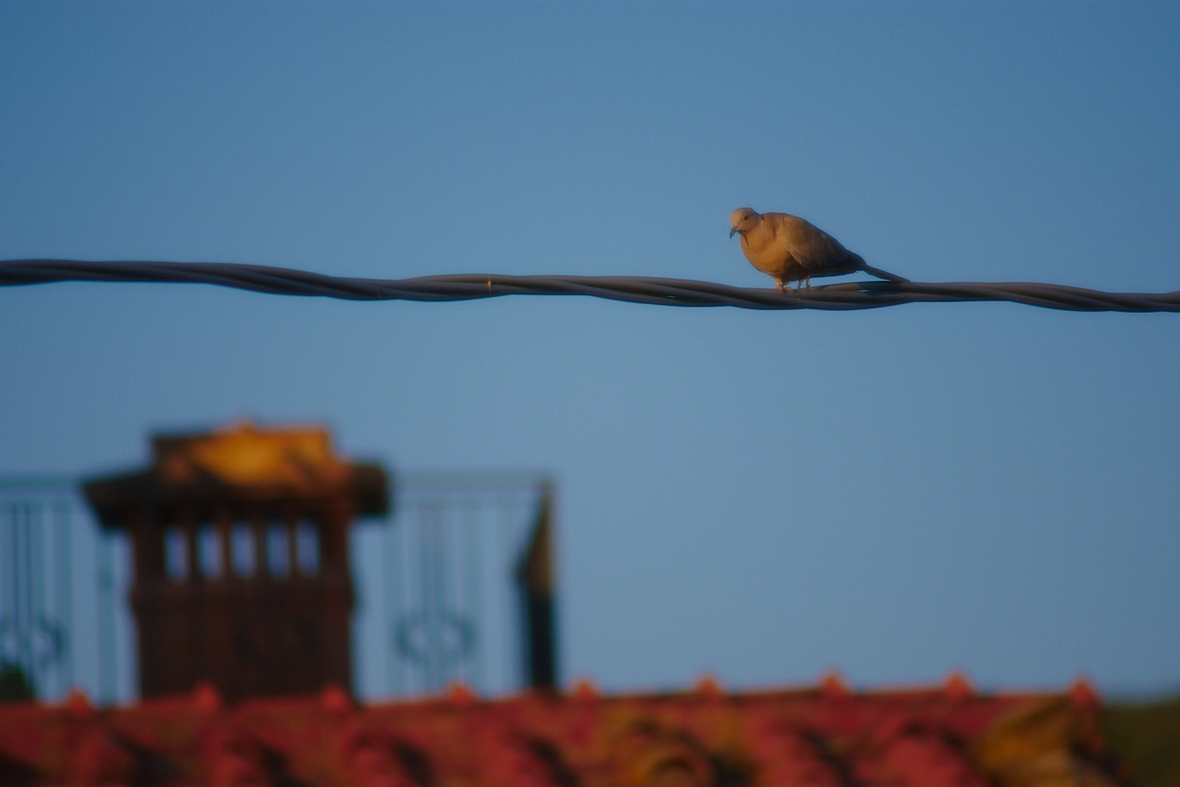 Solitudine al tramonto