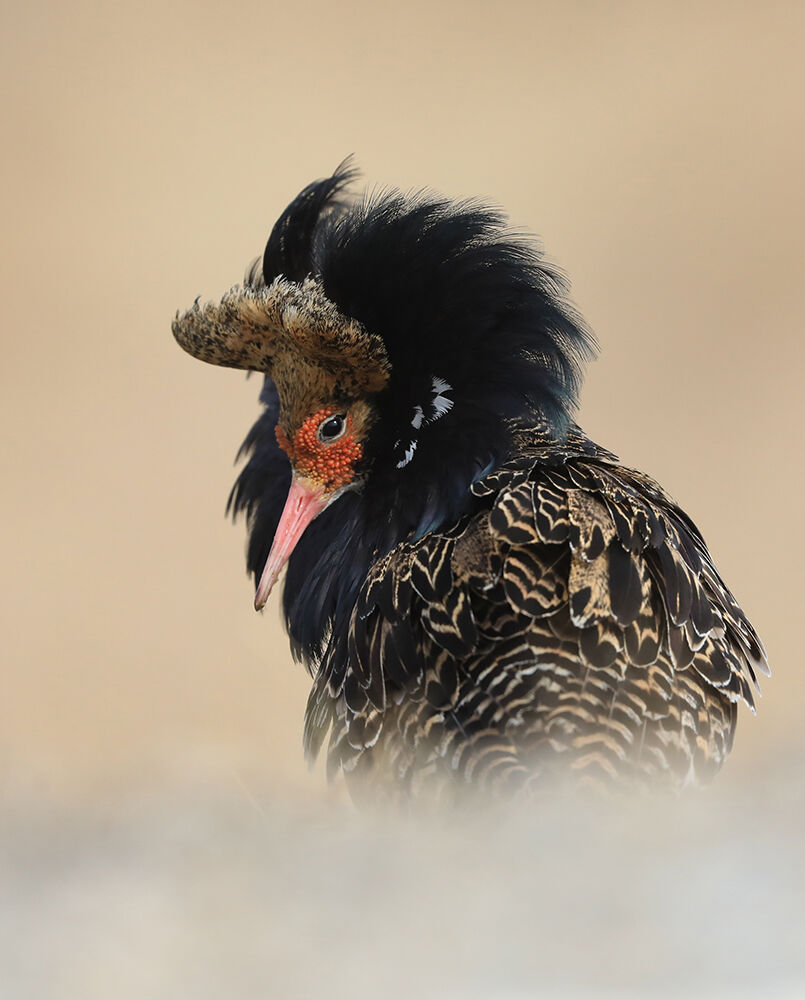 l'espressione umana del combattente