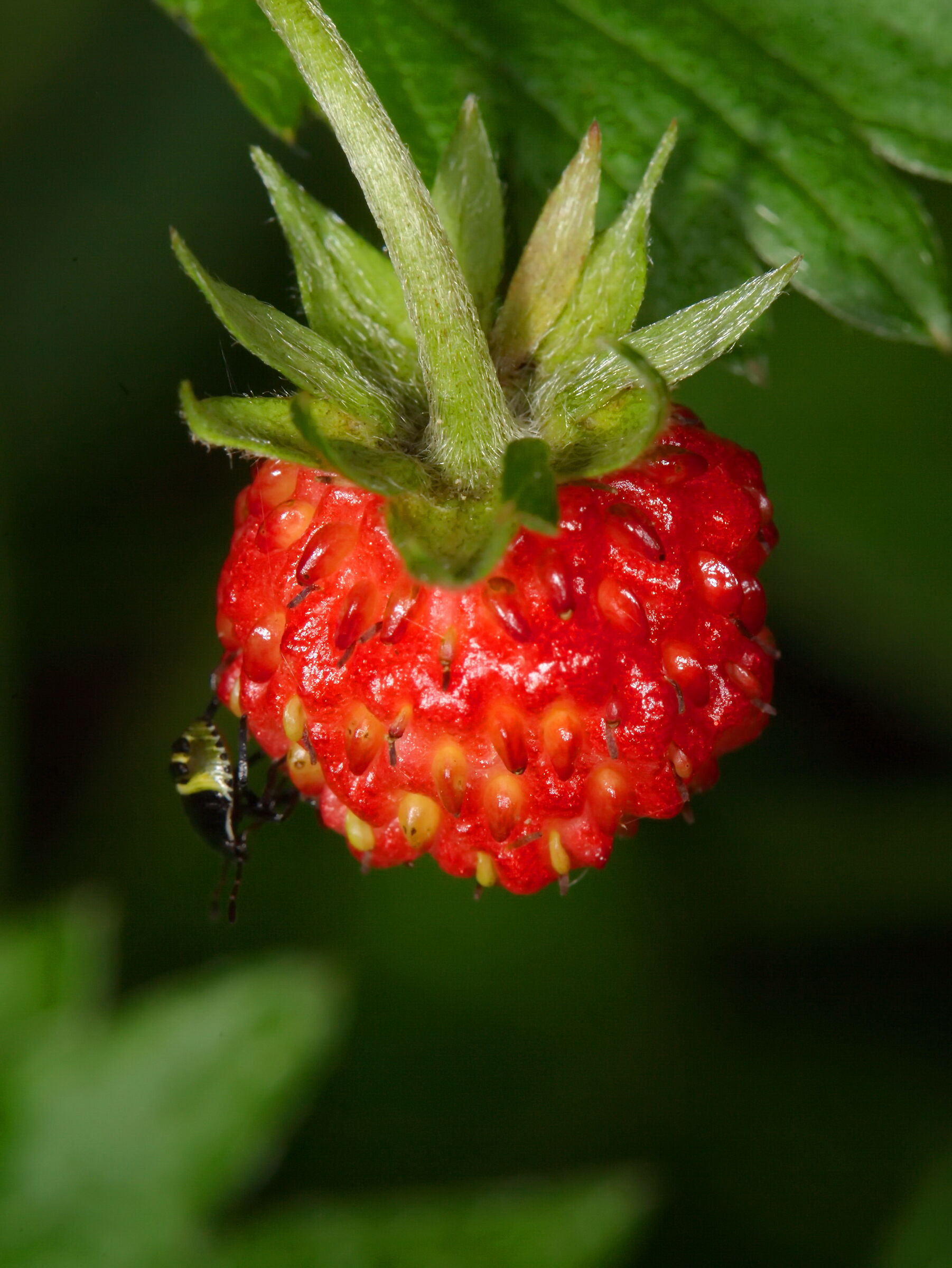 Fragolina di bosco con ospite.