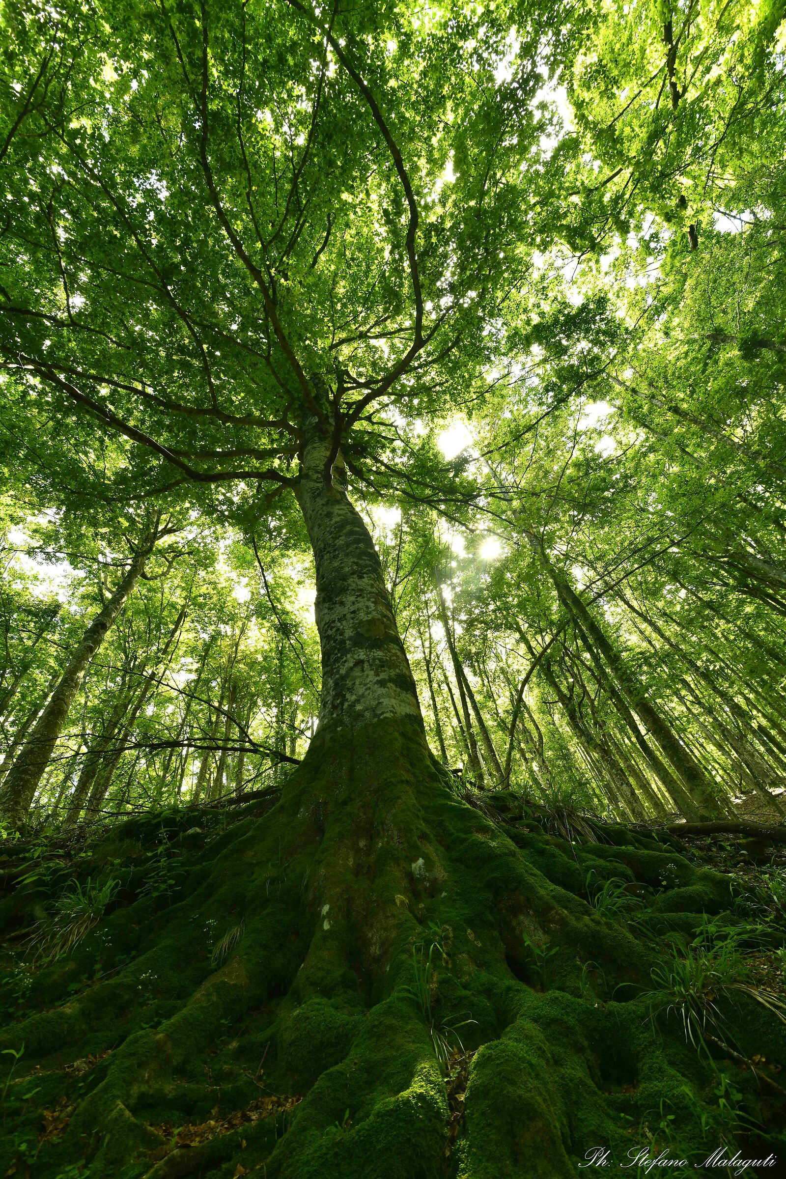 The Roots of the Earth