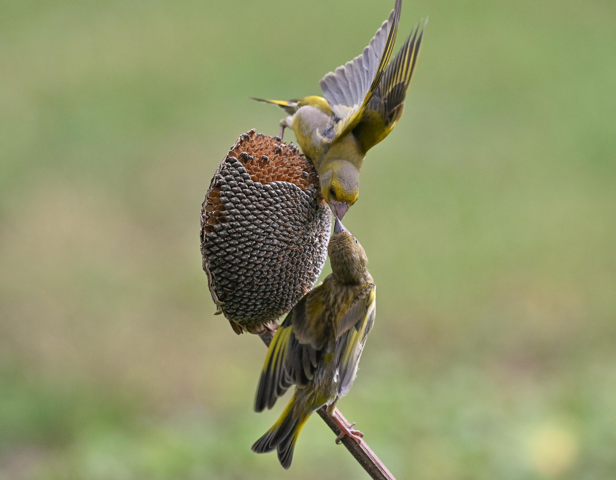 Male verdone with small