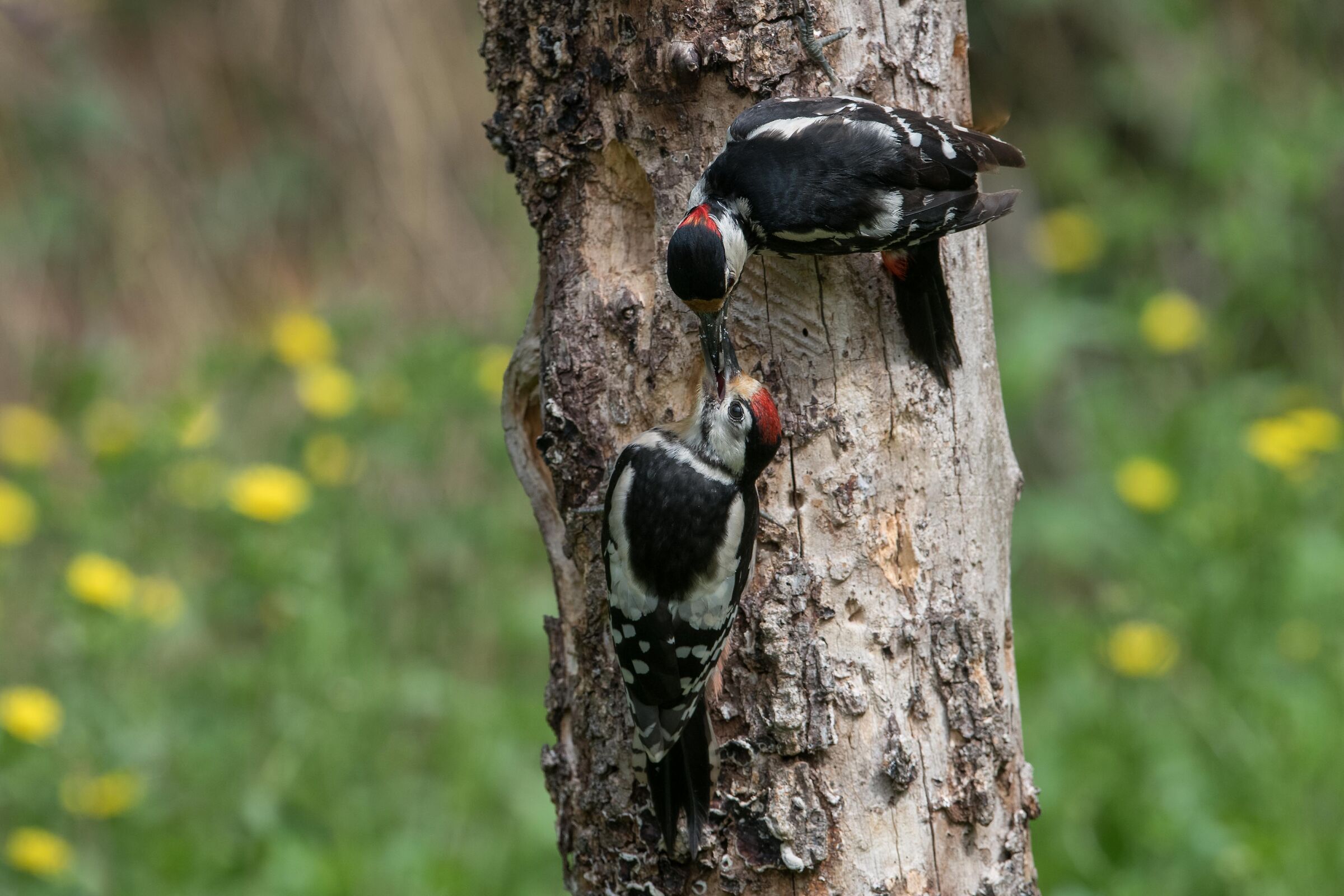 Red woodpecker, soaked