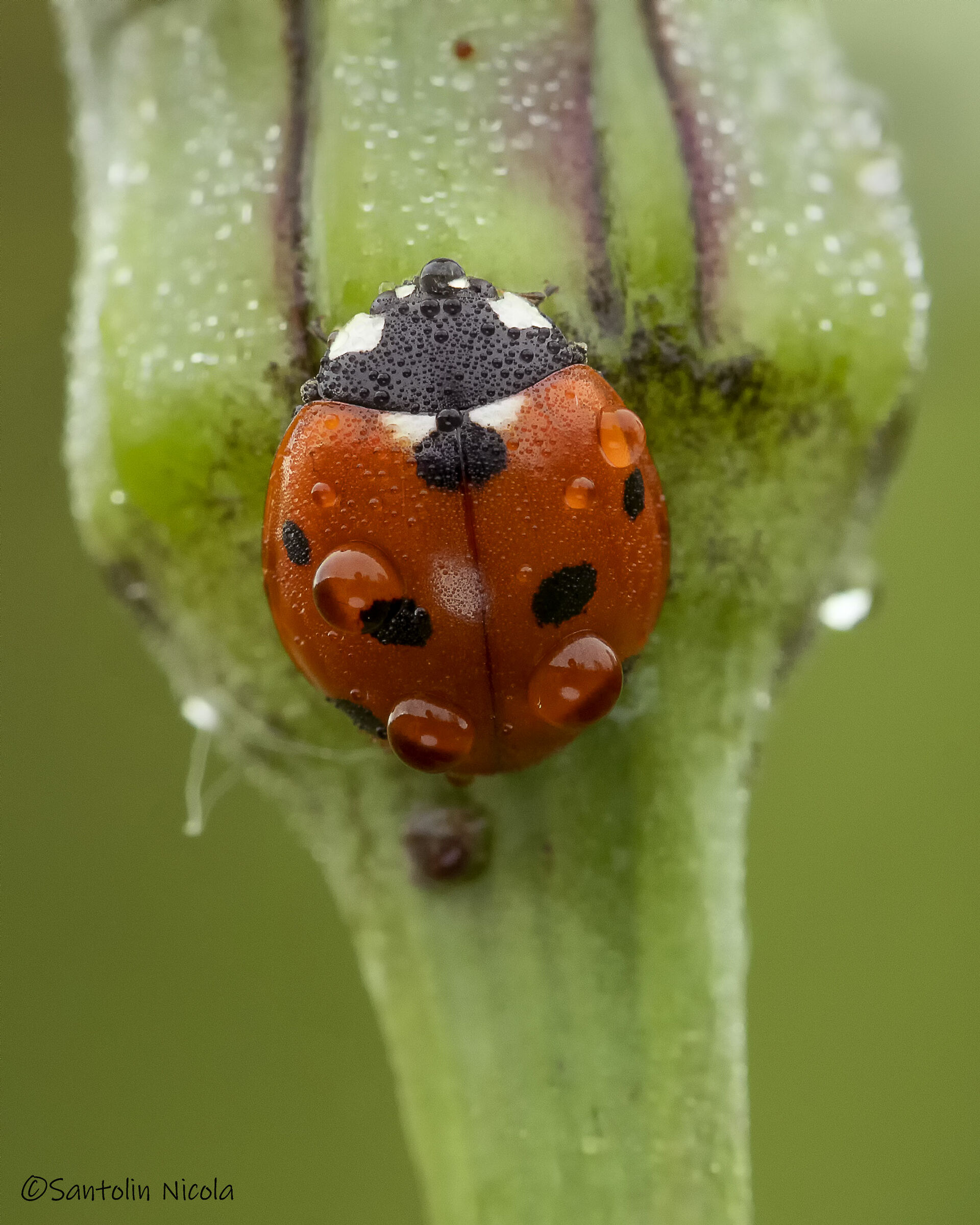 Ladybug