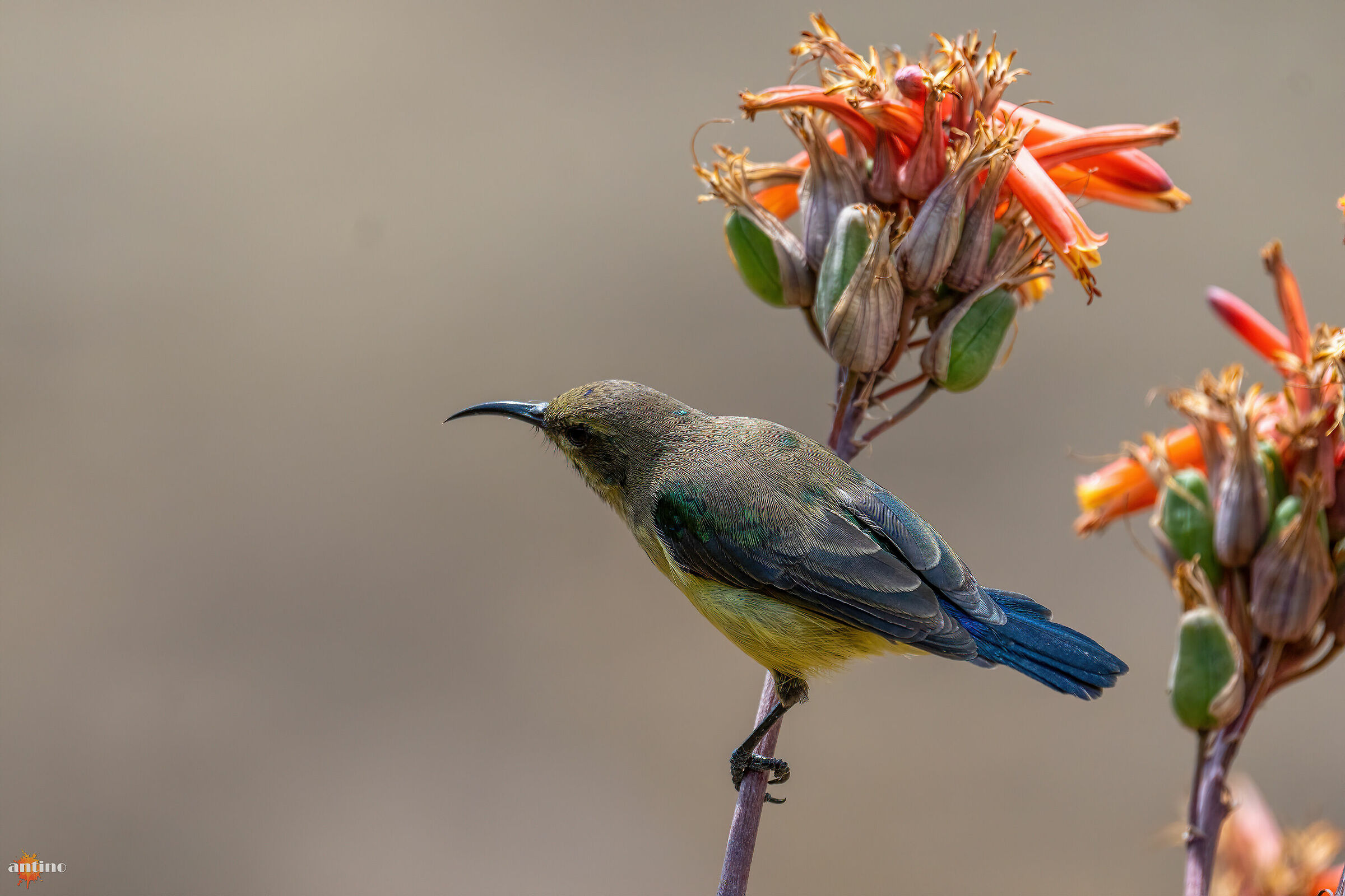 Nettarina, collared sunbird