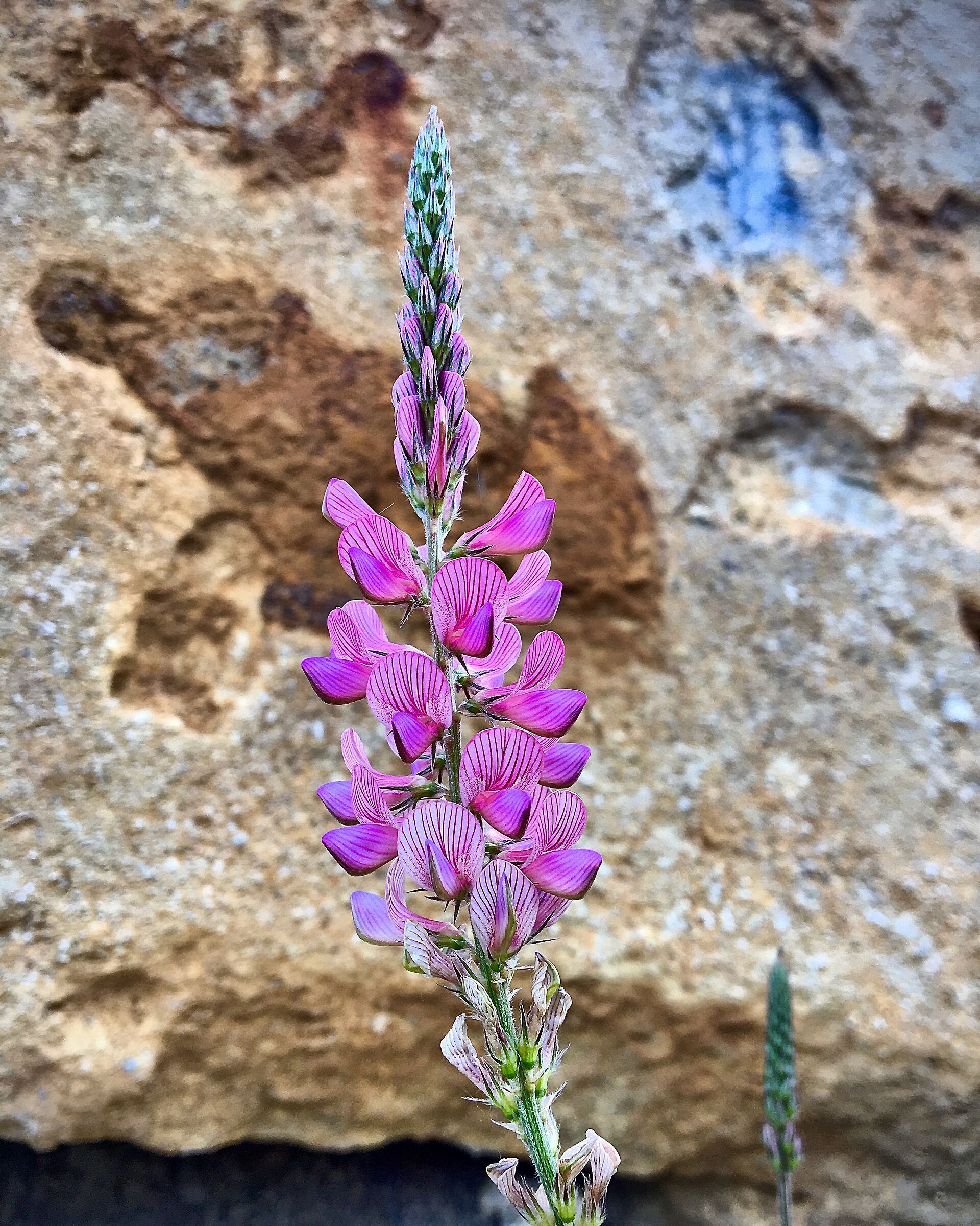 lupinella comune