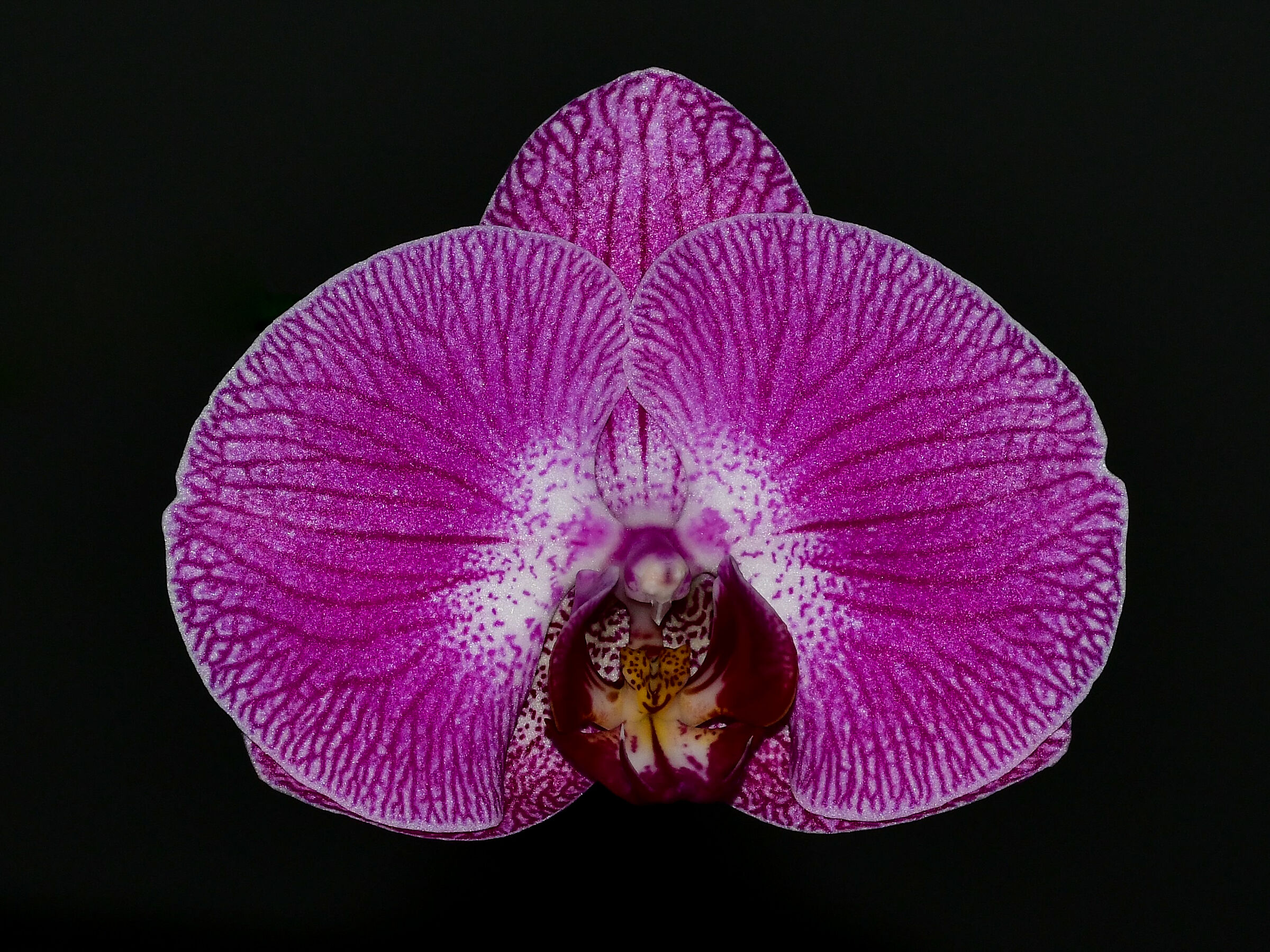 Orchid