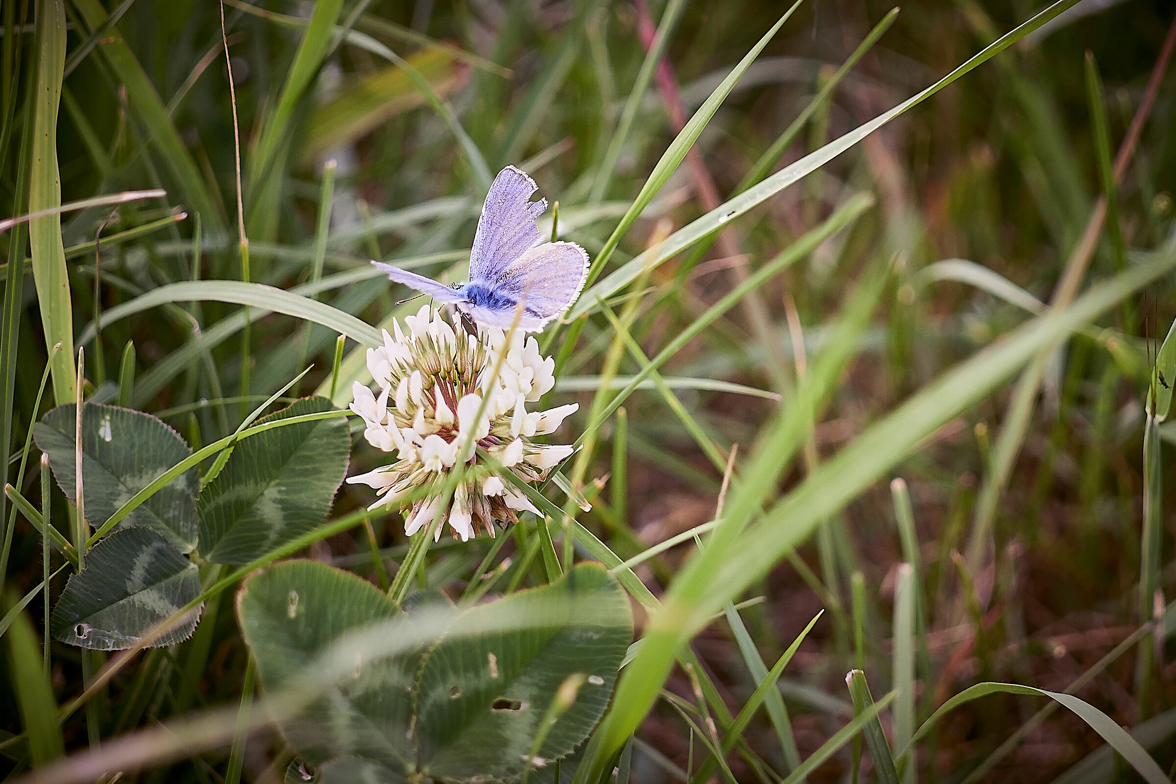 Blue Butterfly 5
