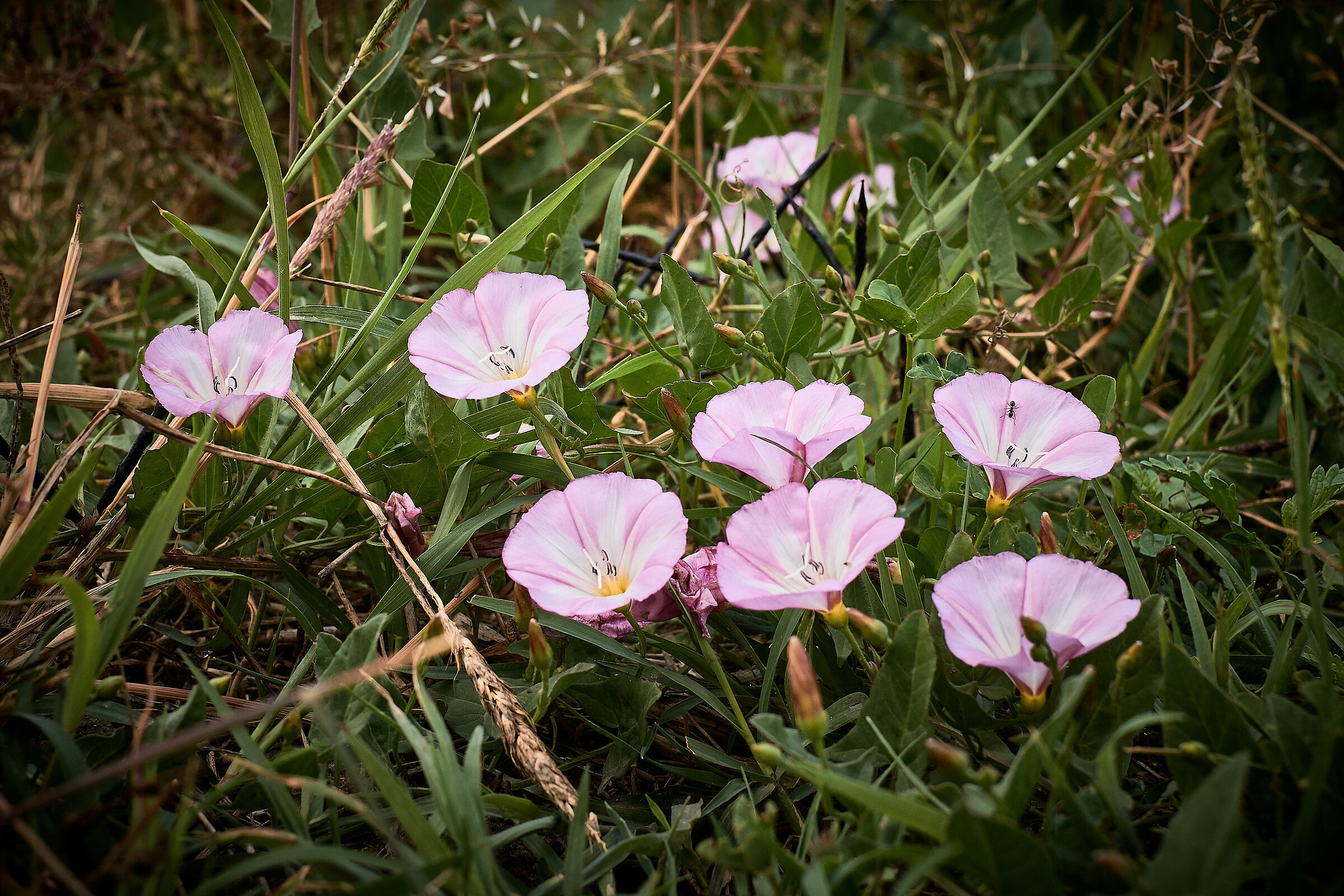 Flowers of the embankment 4