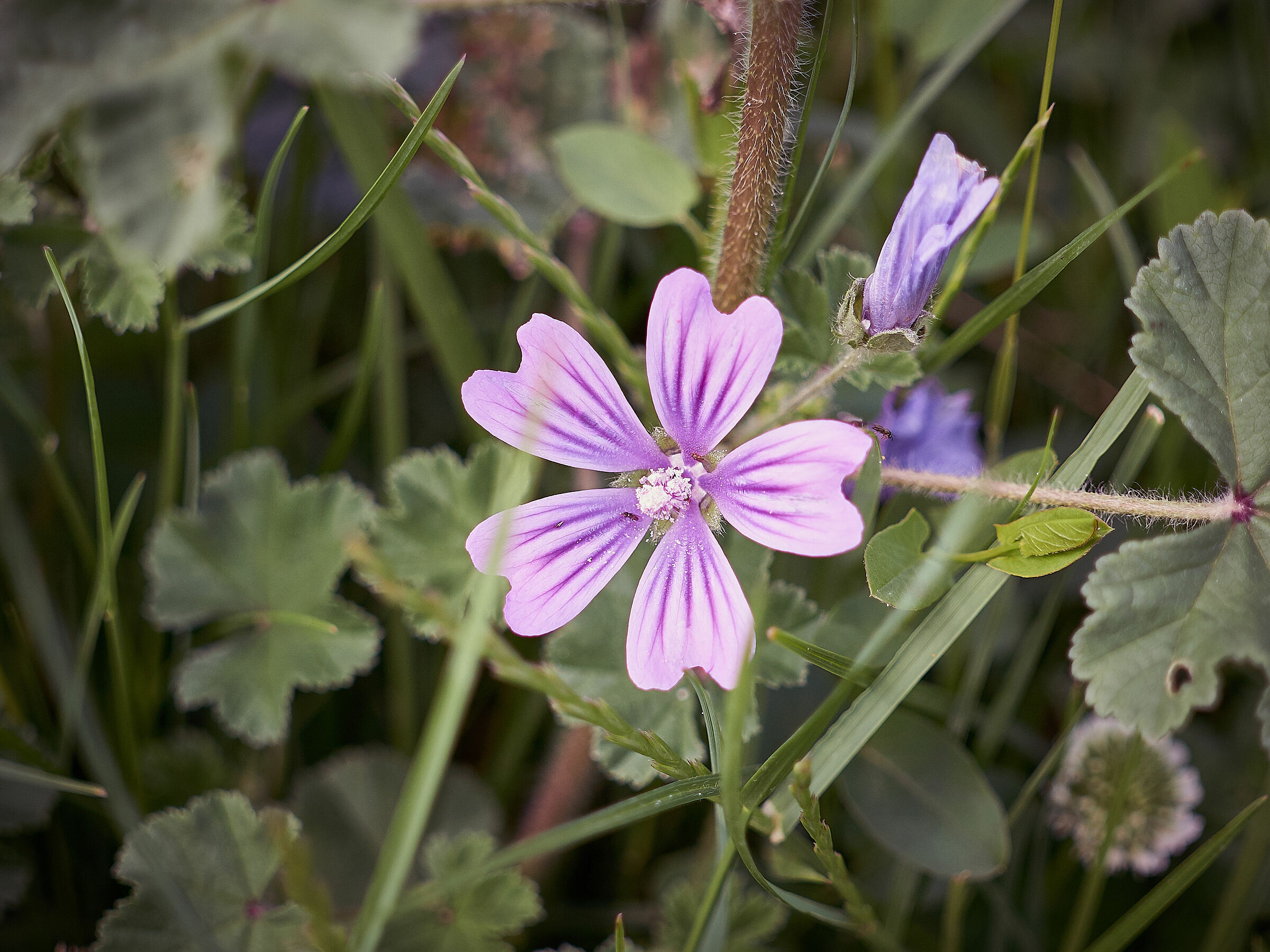 Embankment Flowers 5