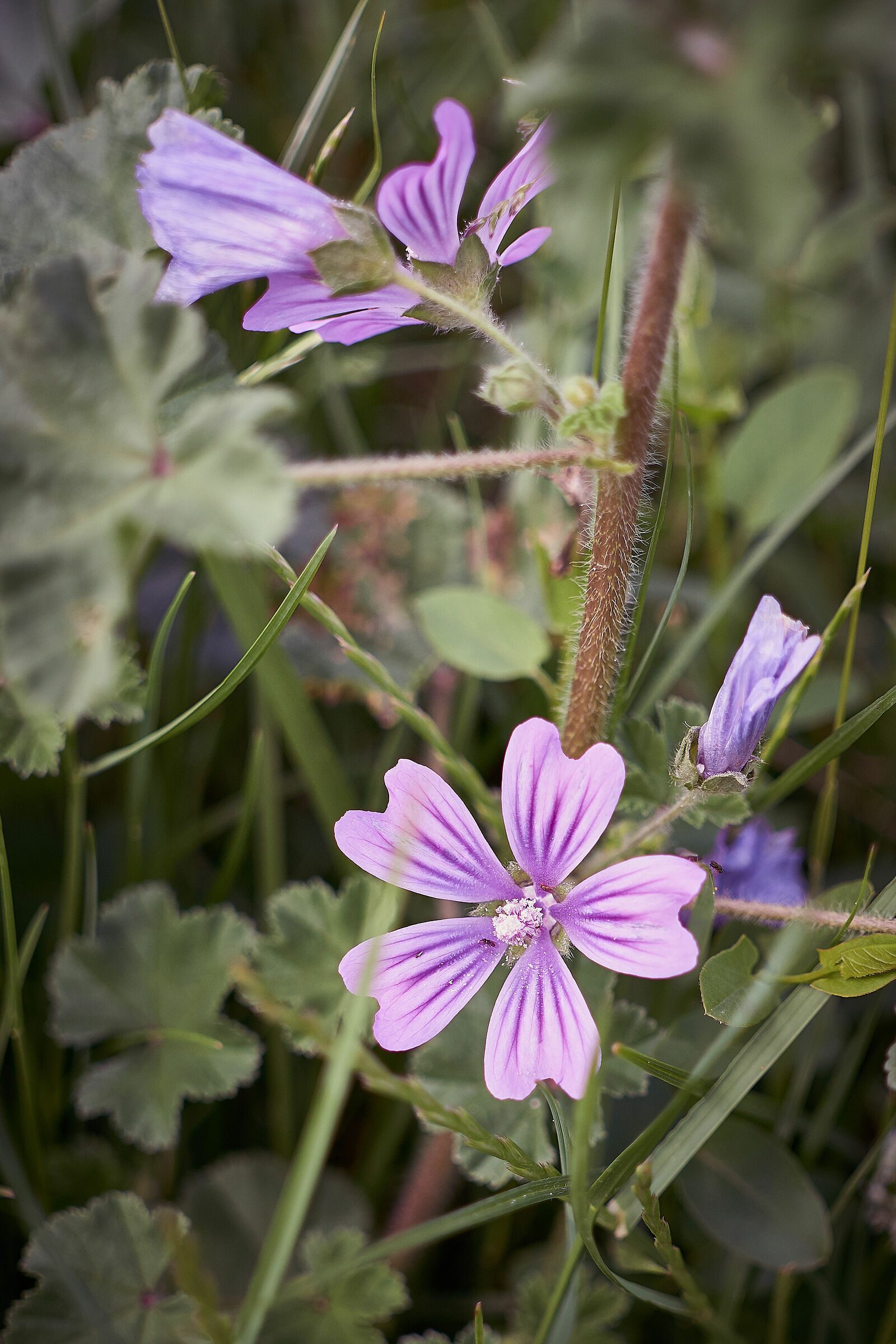 Flowers of the embankment 6