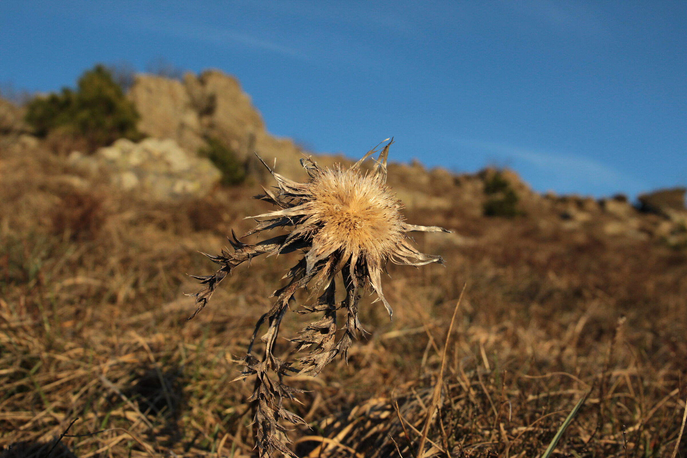 fiore solitario