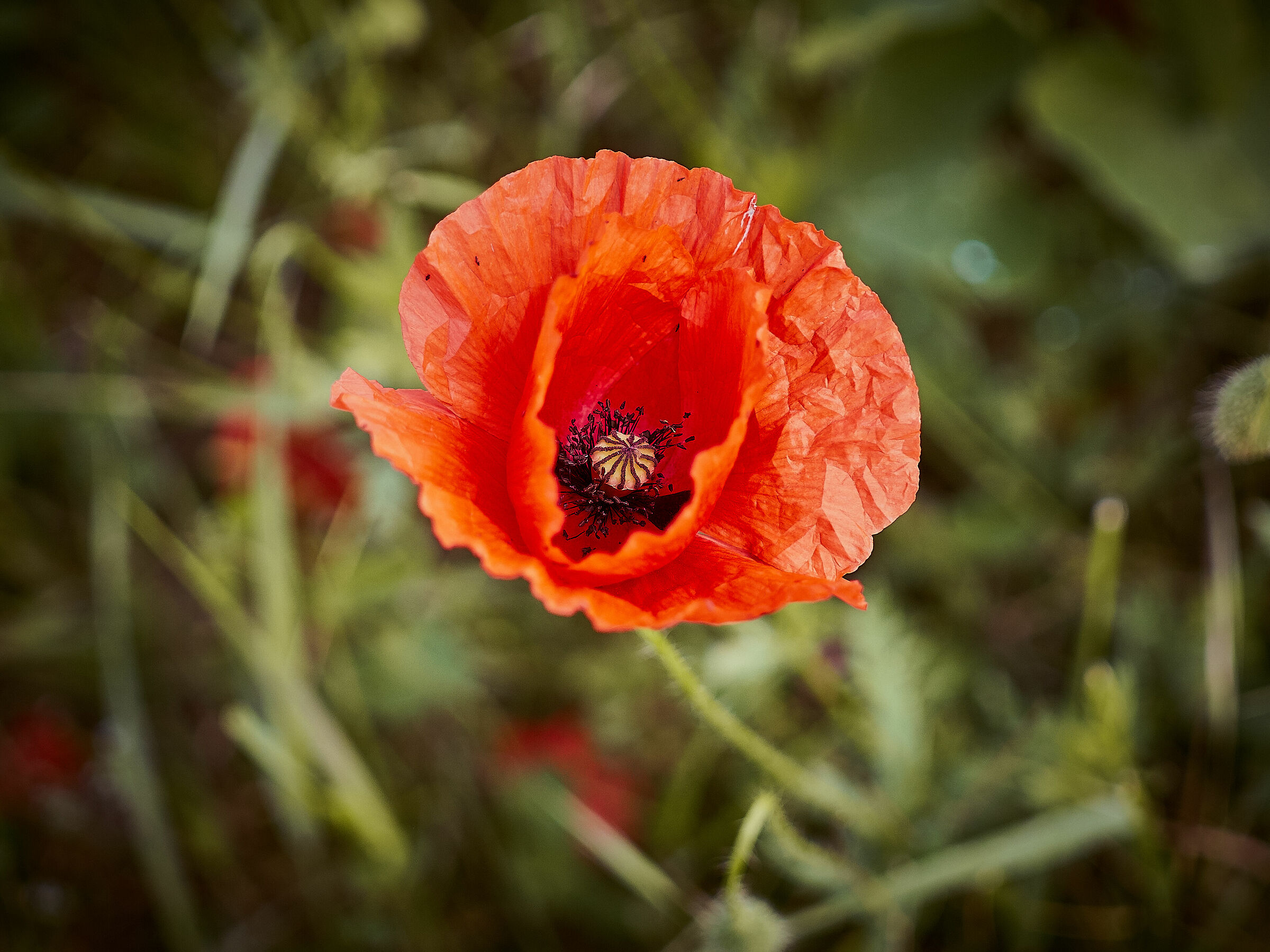 Poppies 7