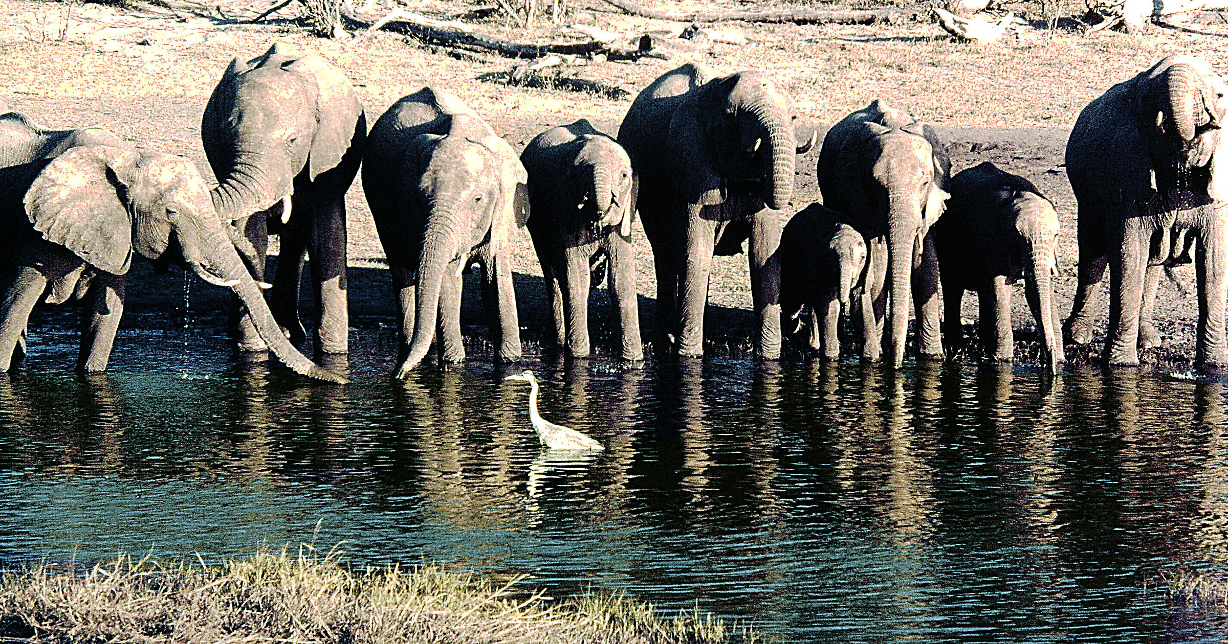 Zimbabwe - Elefanti all'abbeveraggio