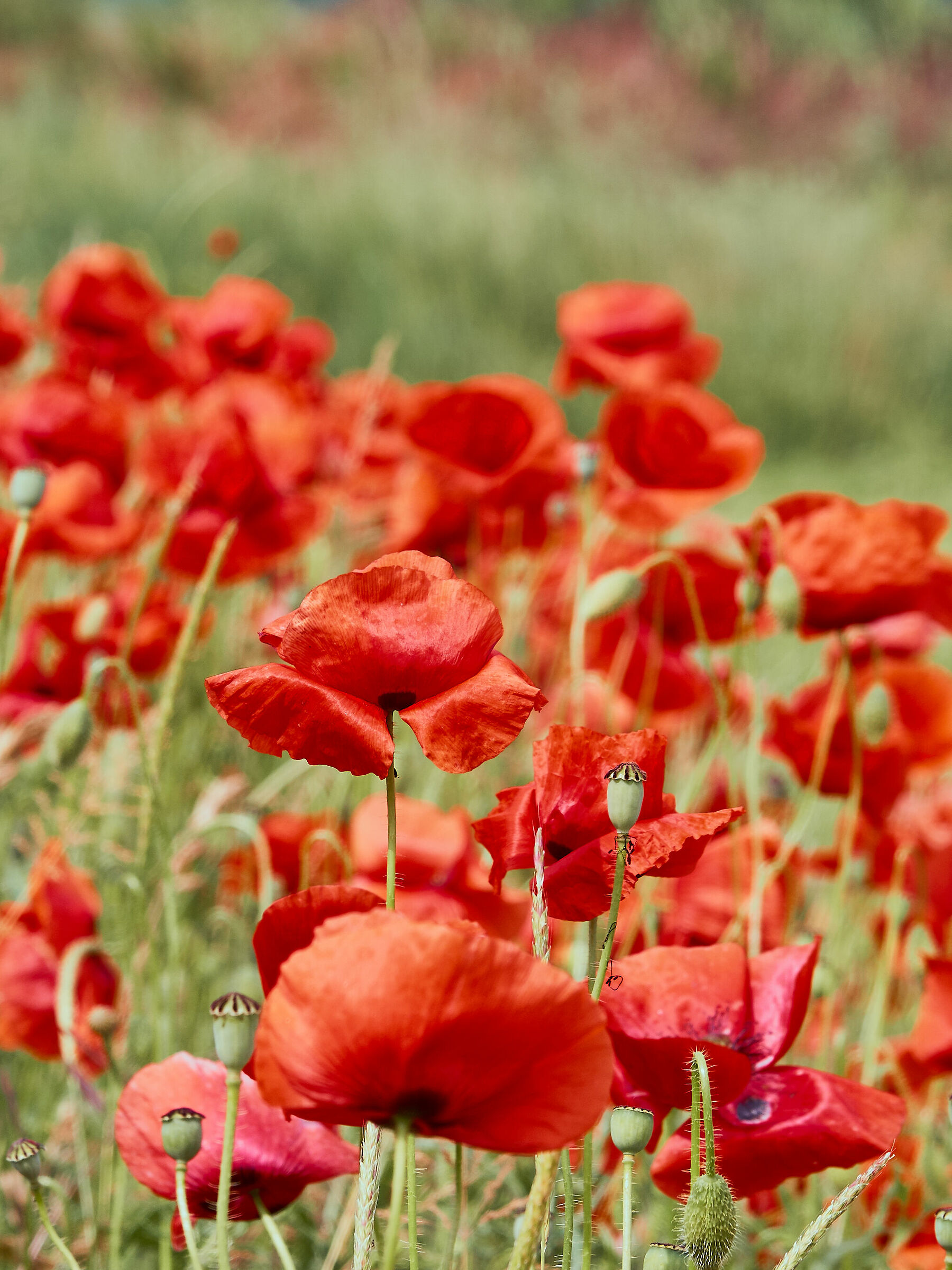 Poppies 14