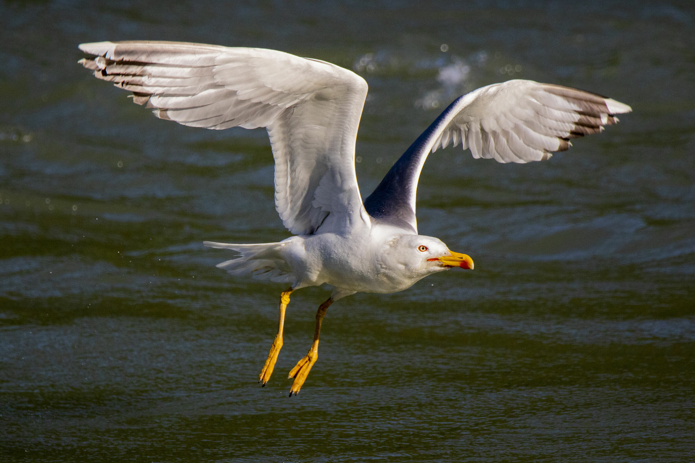 Seagull flight