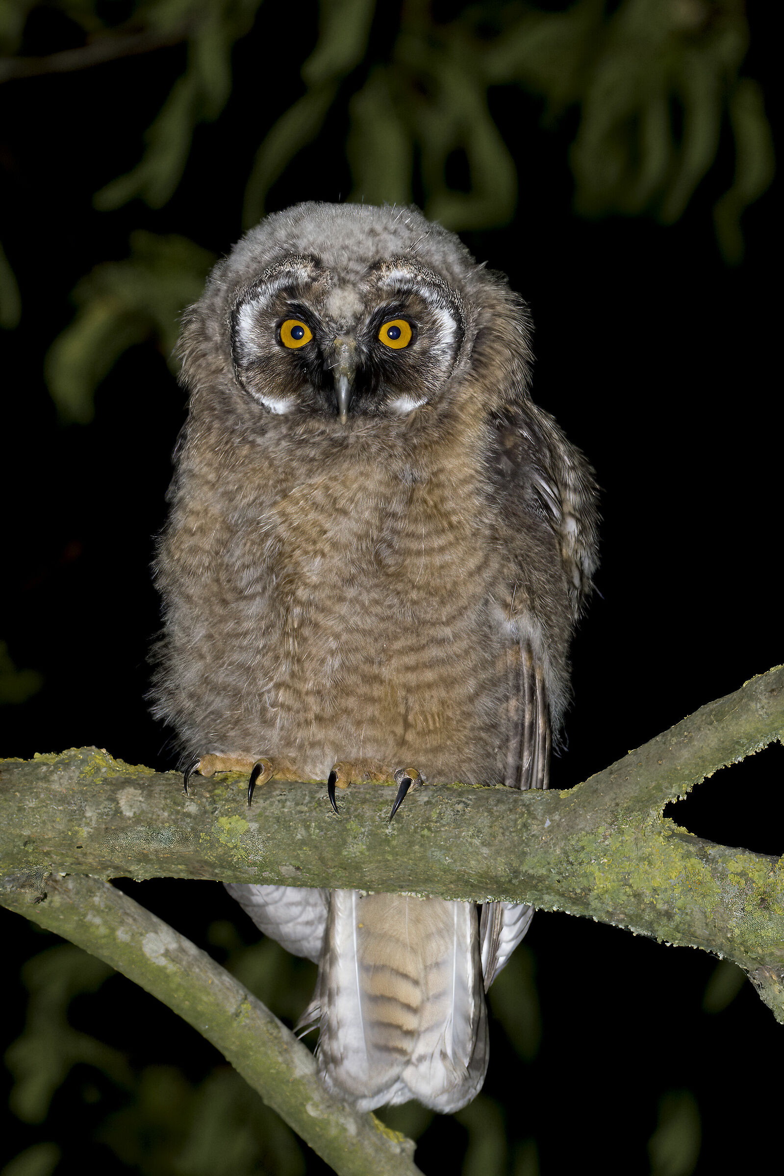 Pullondi Gufo Comune