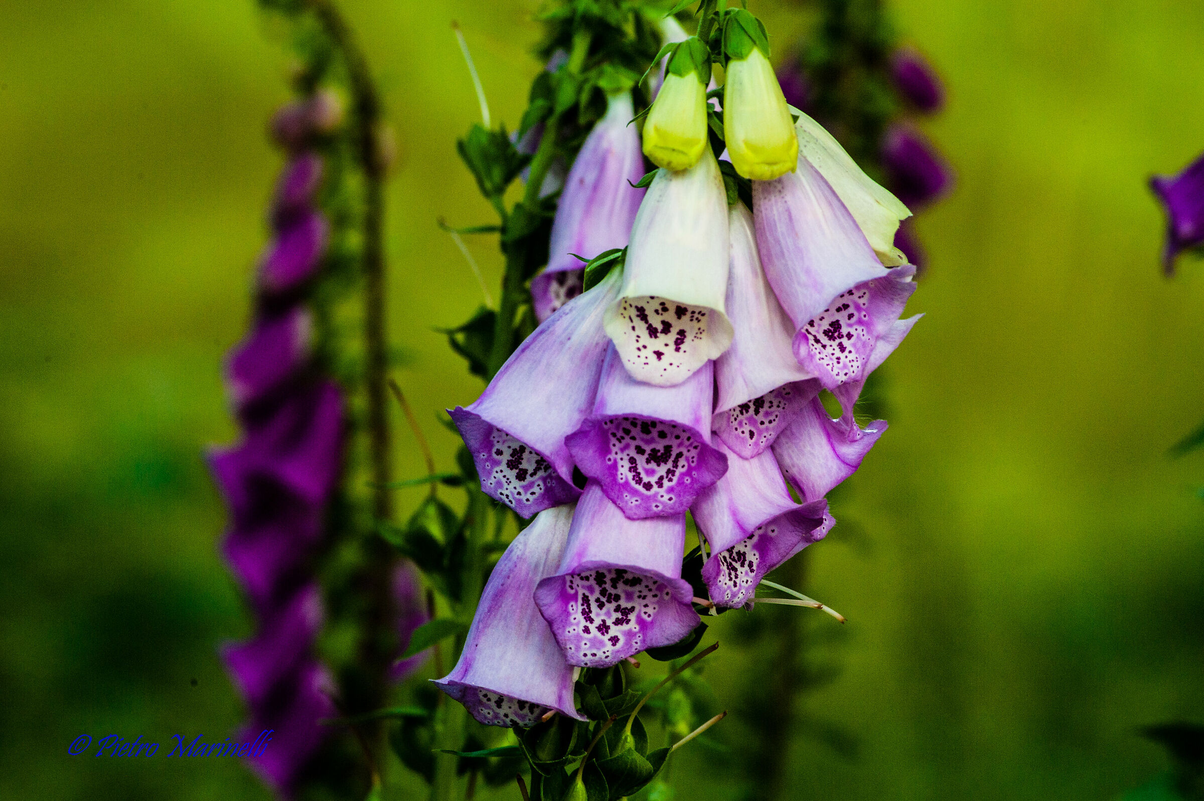 Digitalis