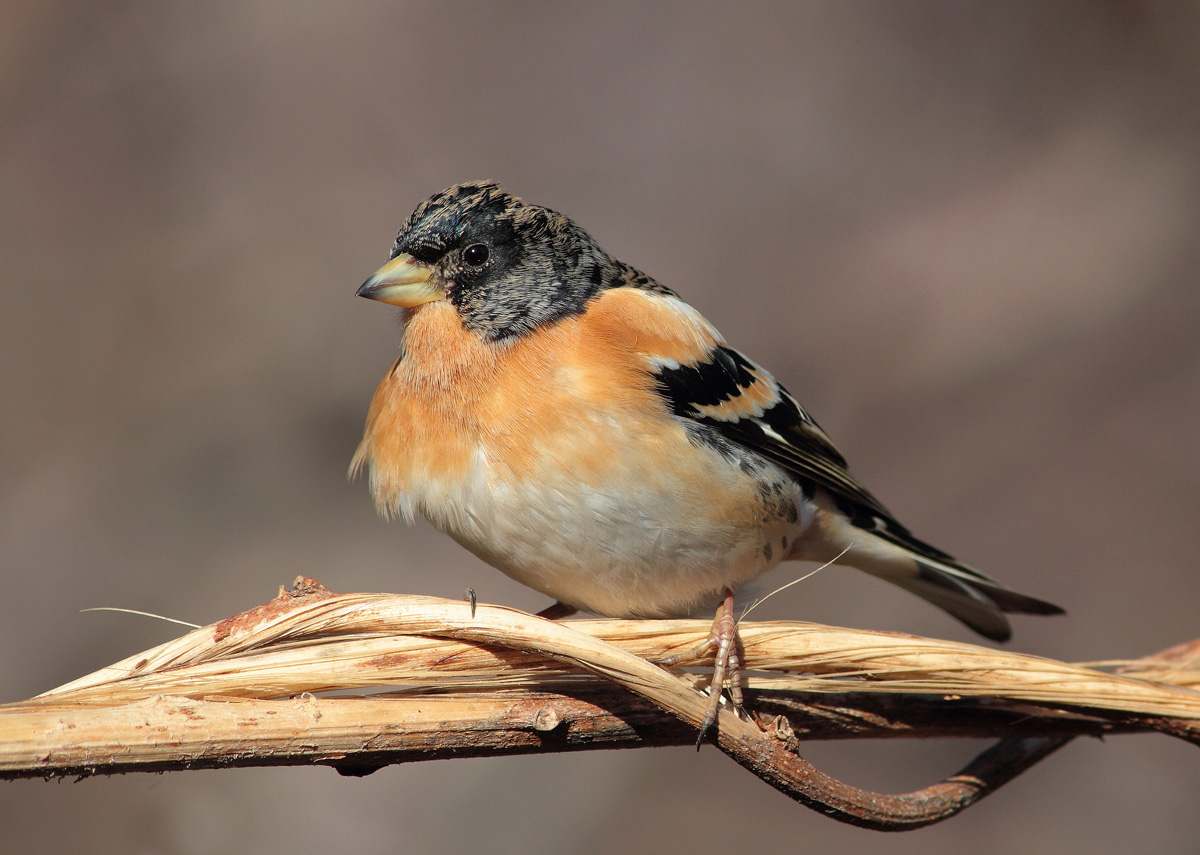 Brambling