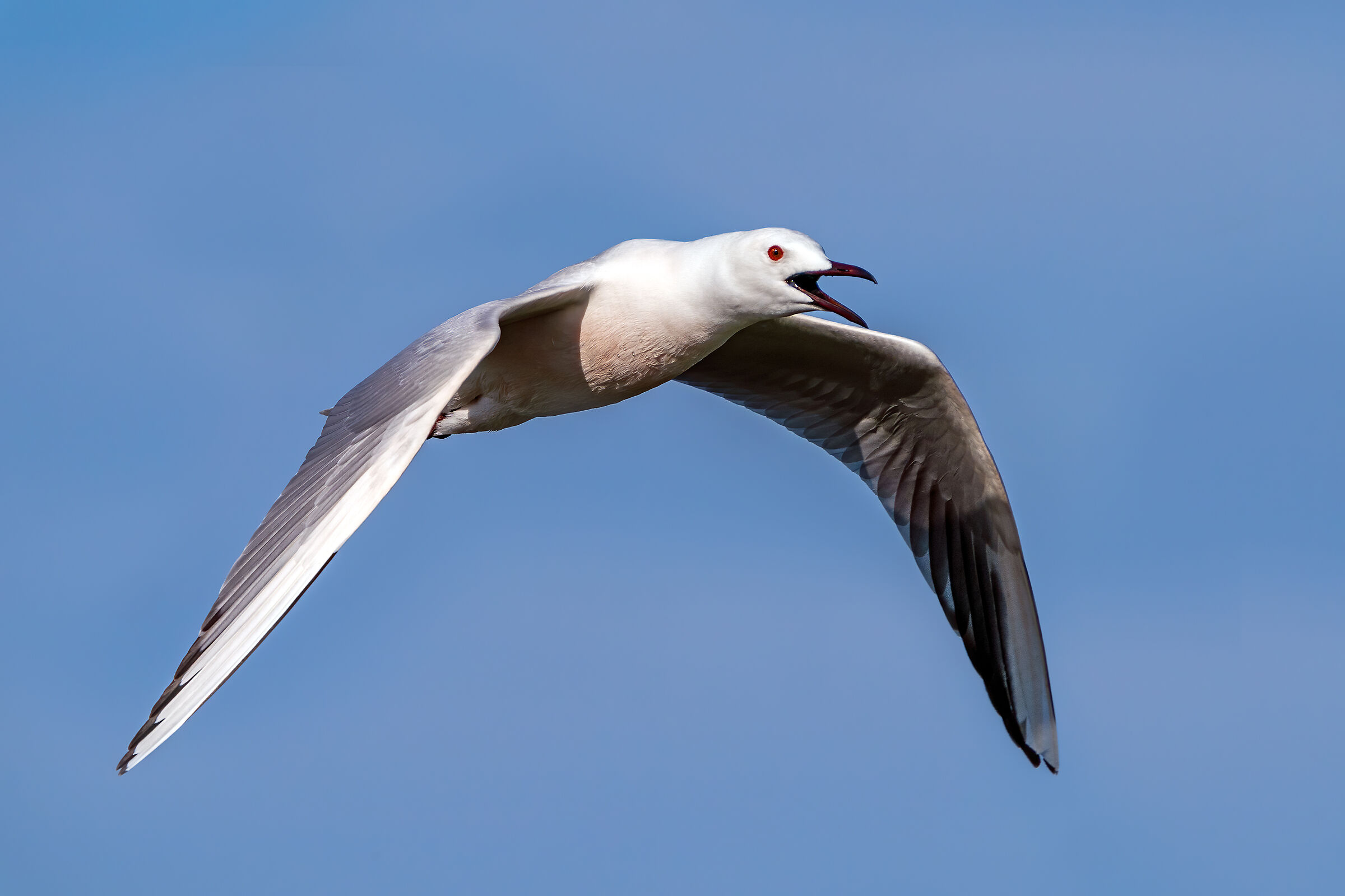 Attento figlio, c'è un fotografo! - Gabbiano rose...