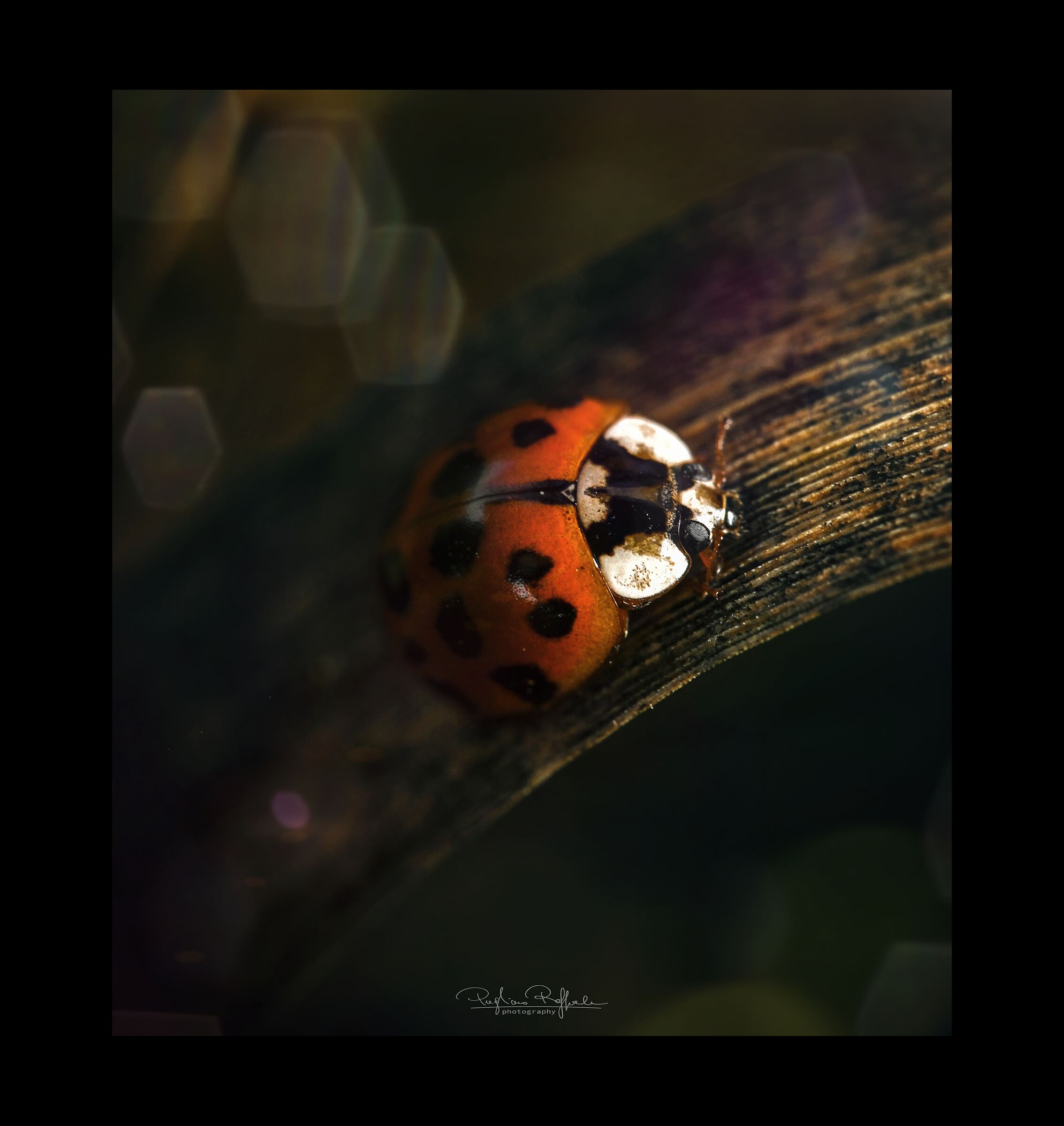 Ladybug, New