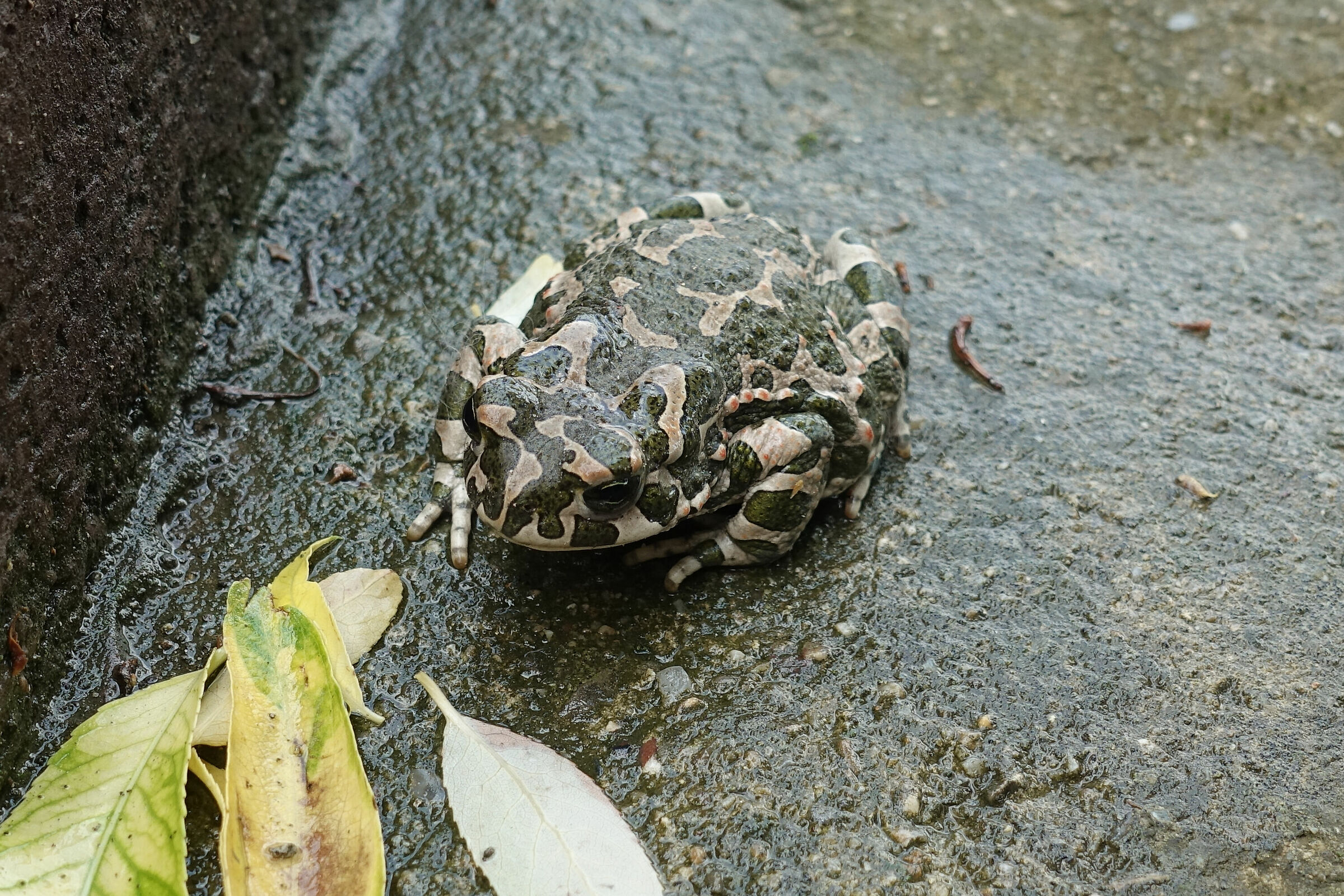 "Mimetic" frog