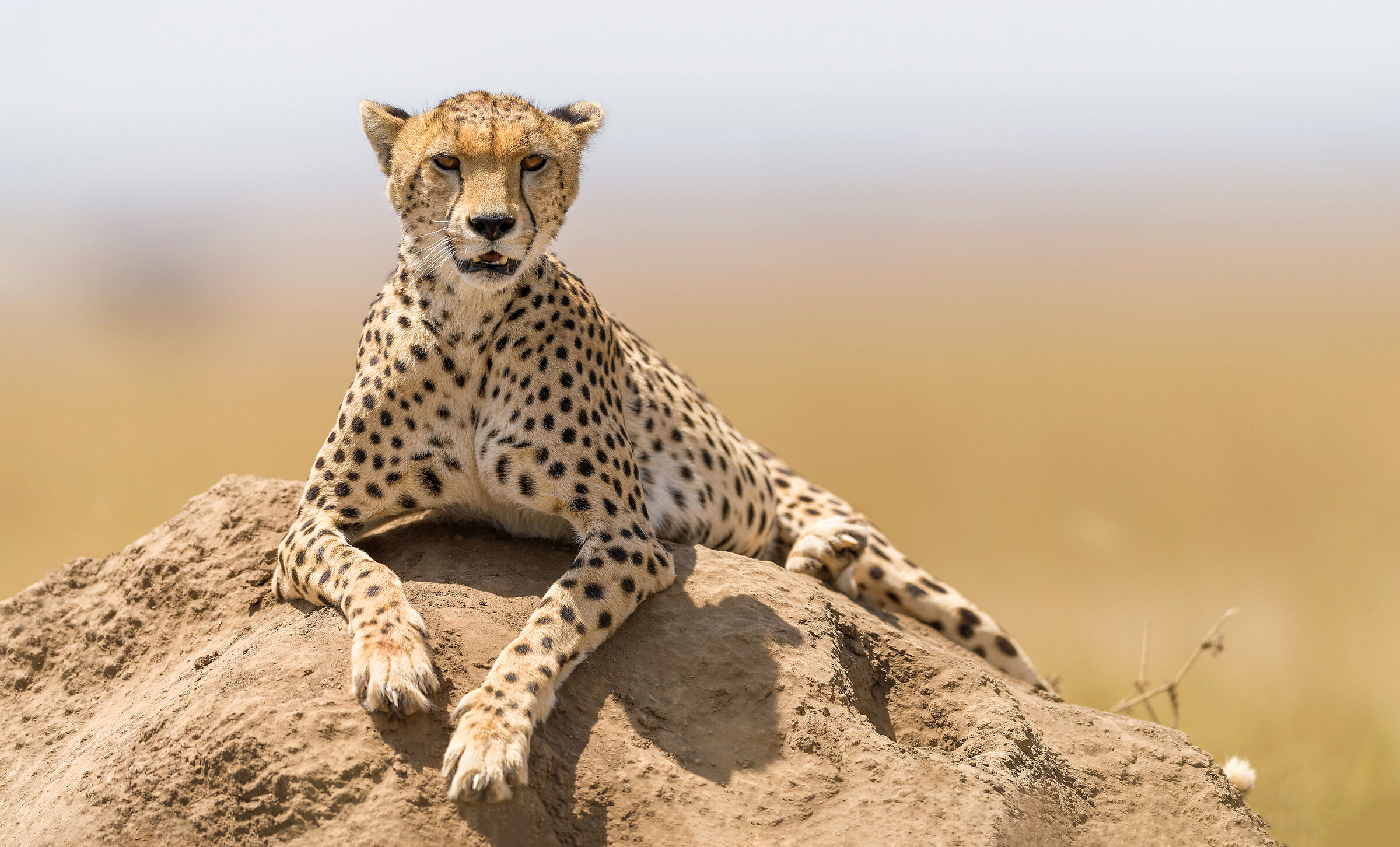 Cheetah, Serengeti.