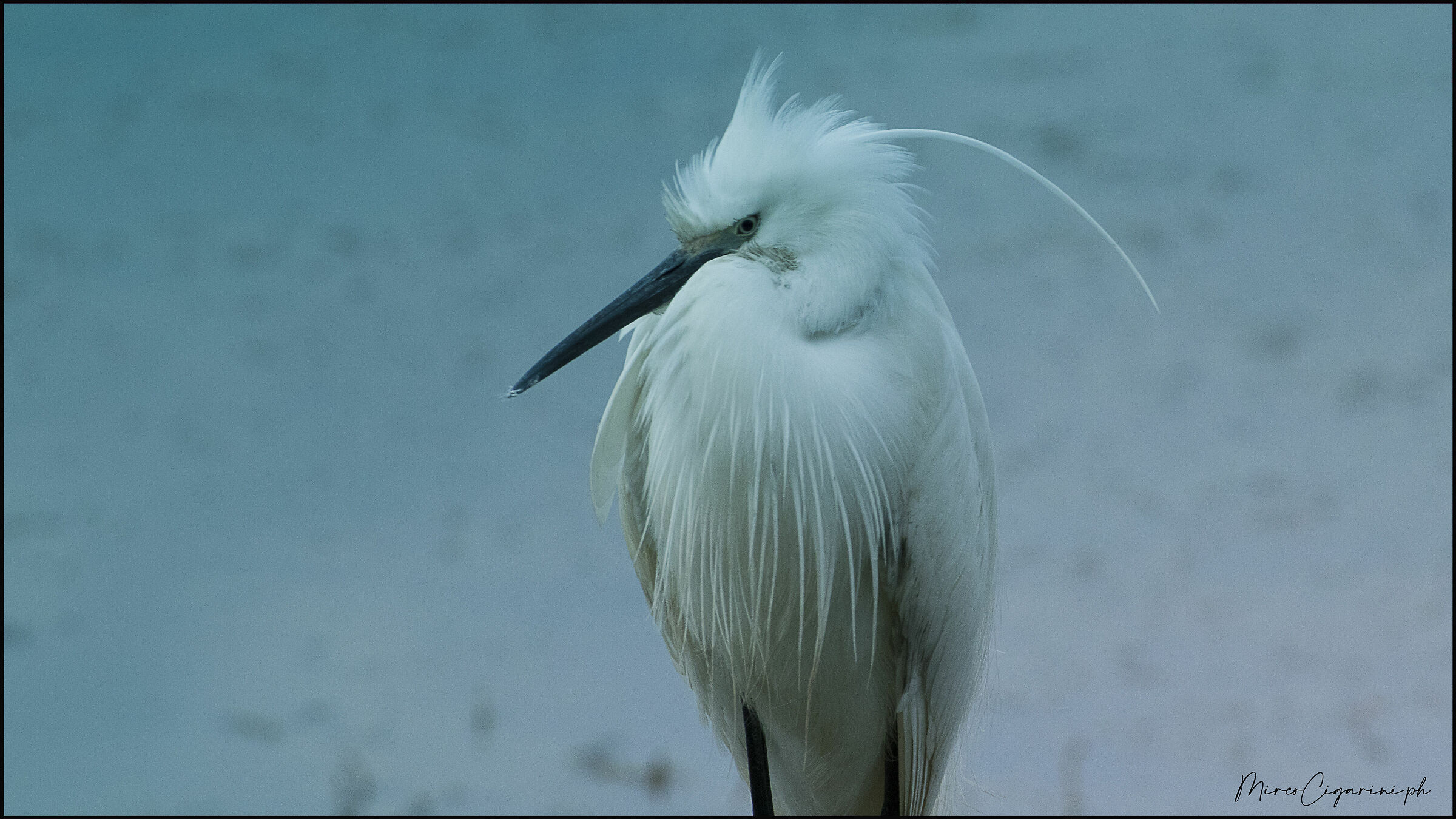 Icy Egretta......