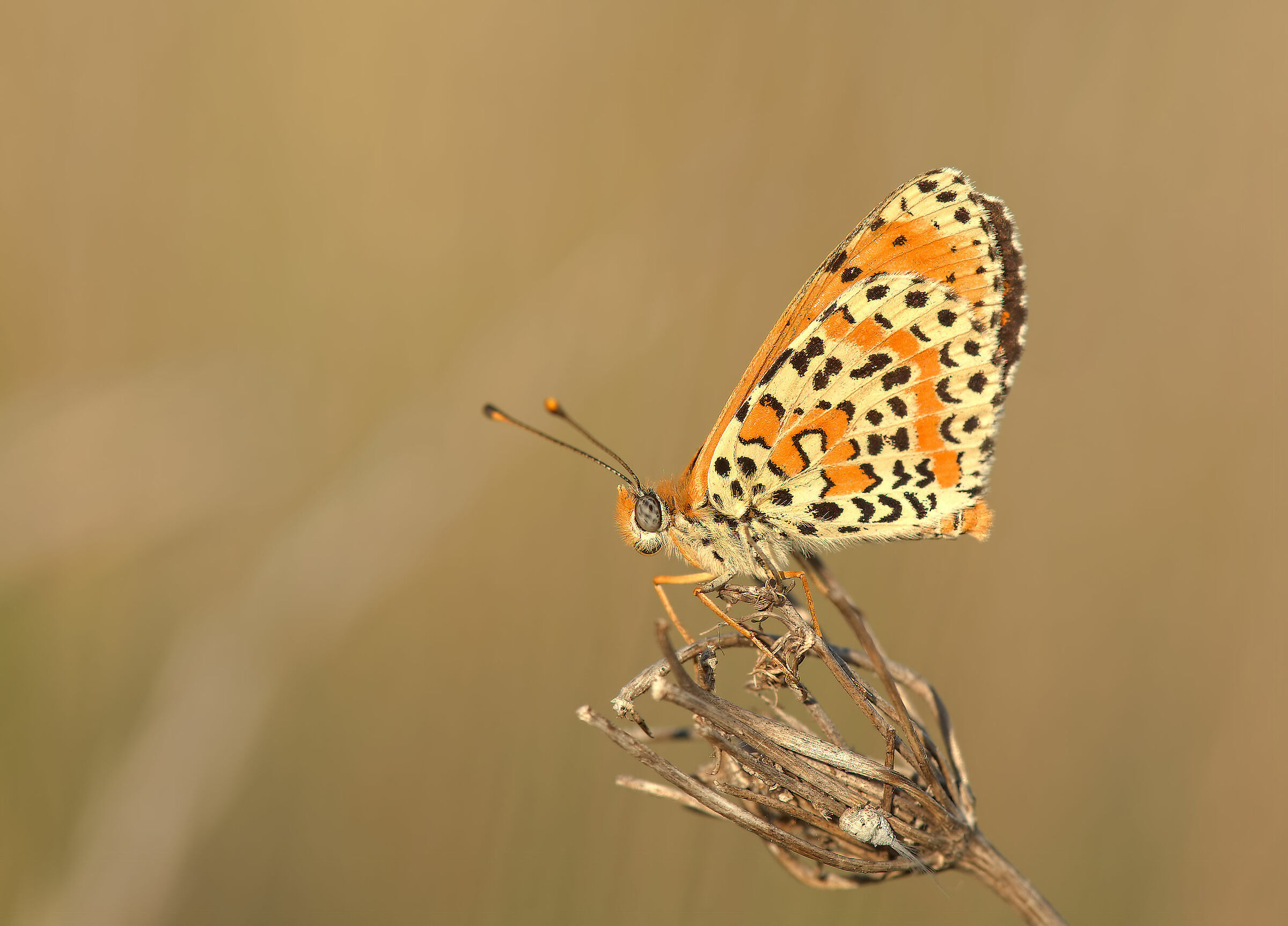 Didyma Melitaea