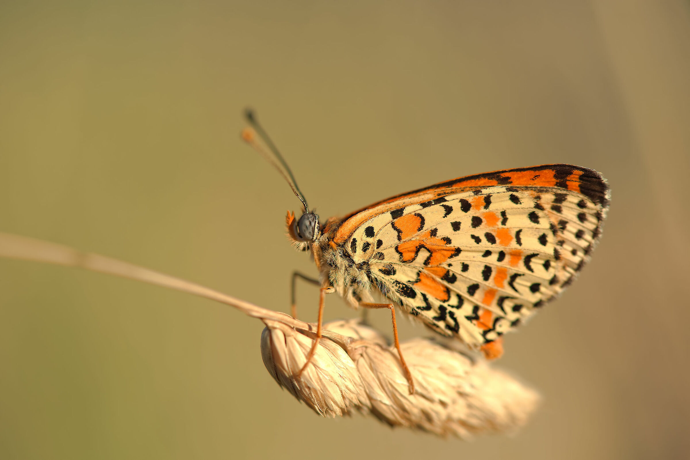 Didyma Melitaea