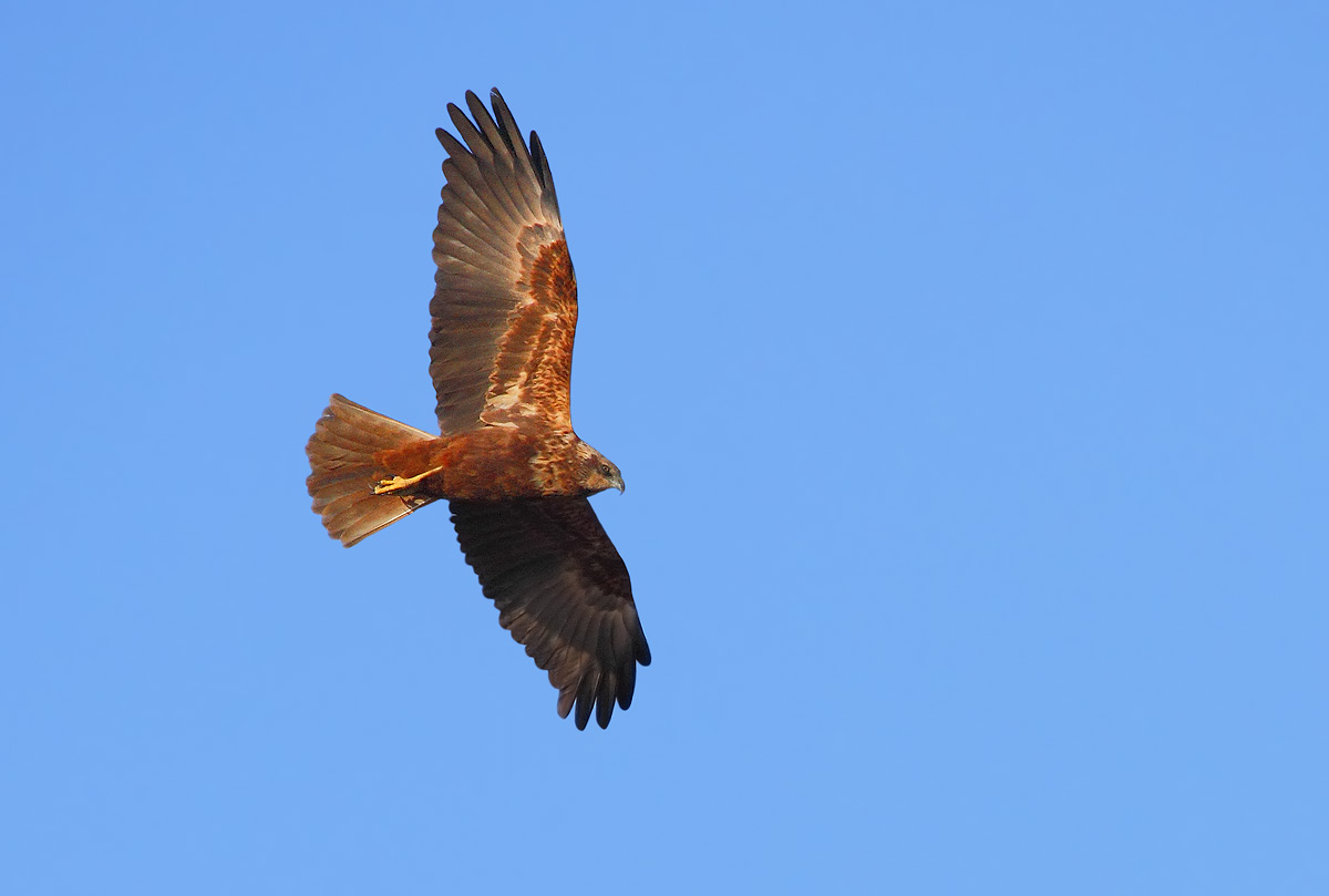 Marsh Harrier