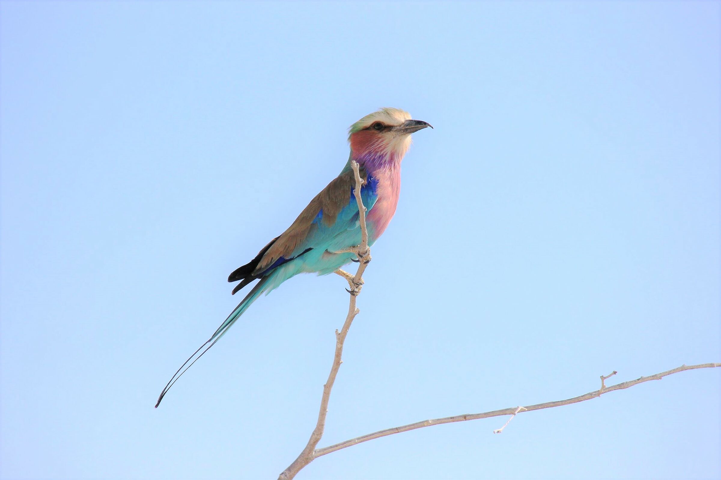 kaleidoscope in Etosha